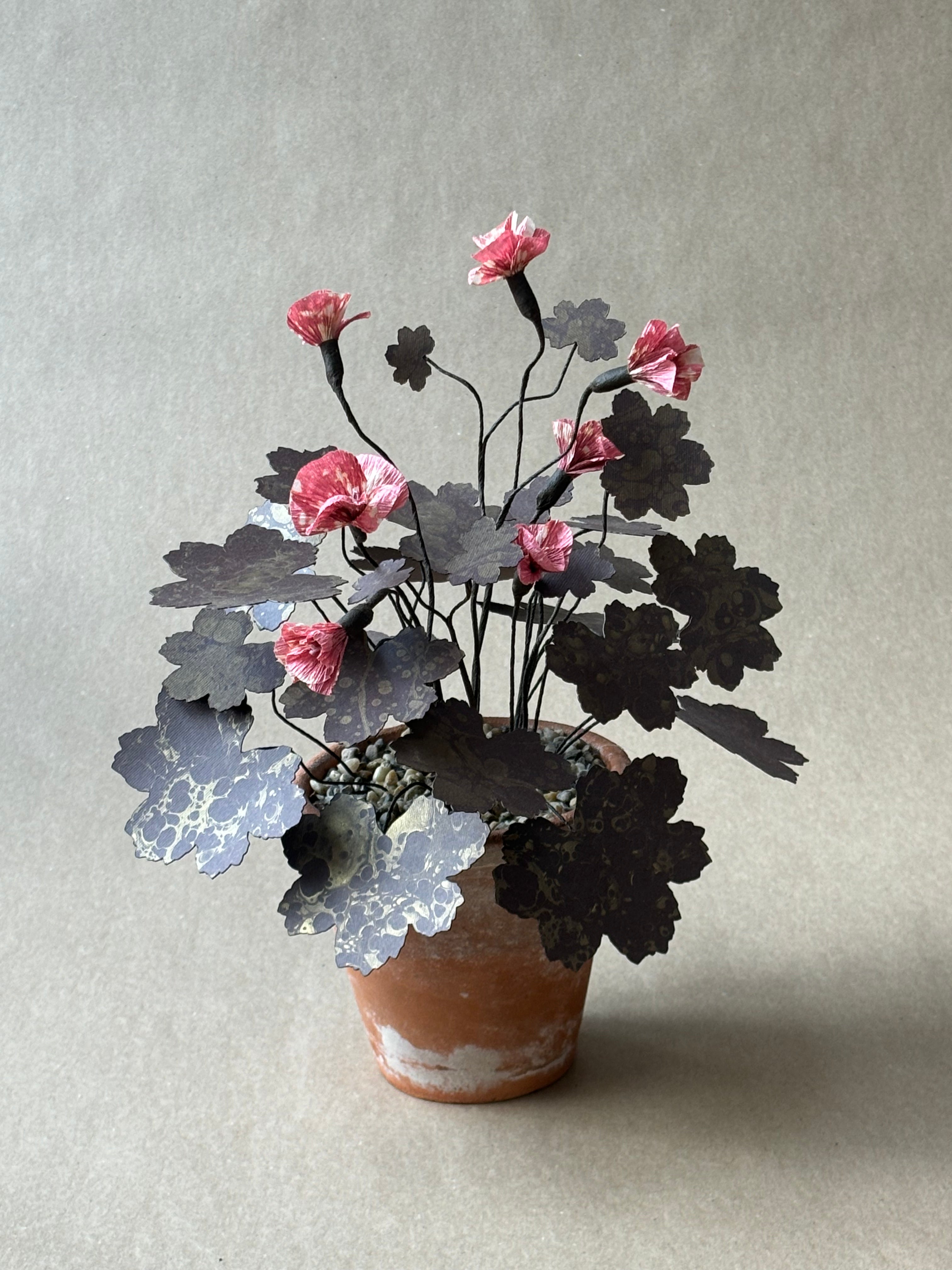 Geranium, Hardy