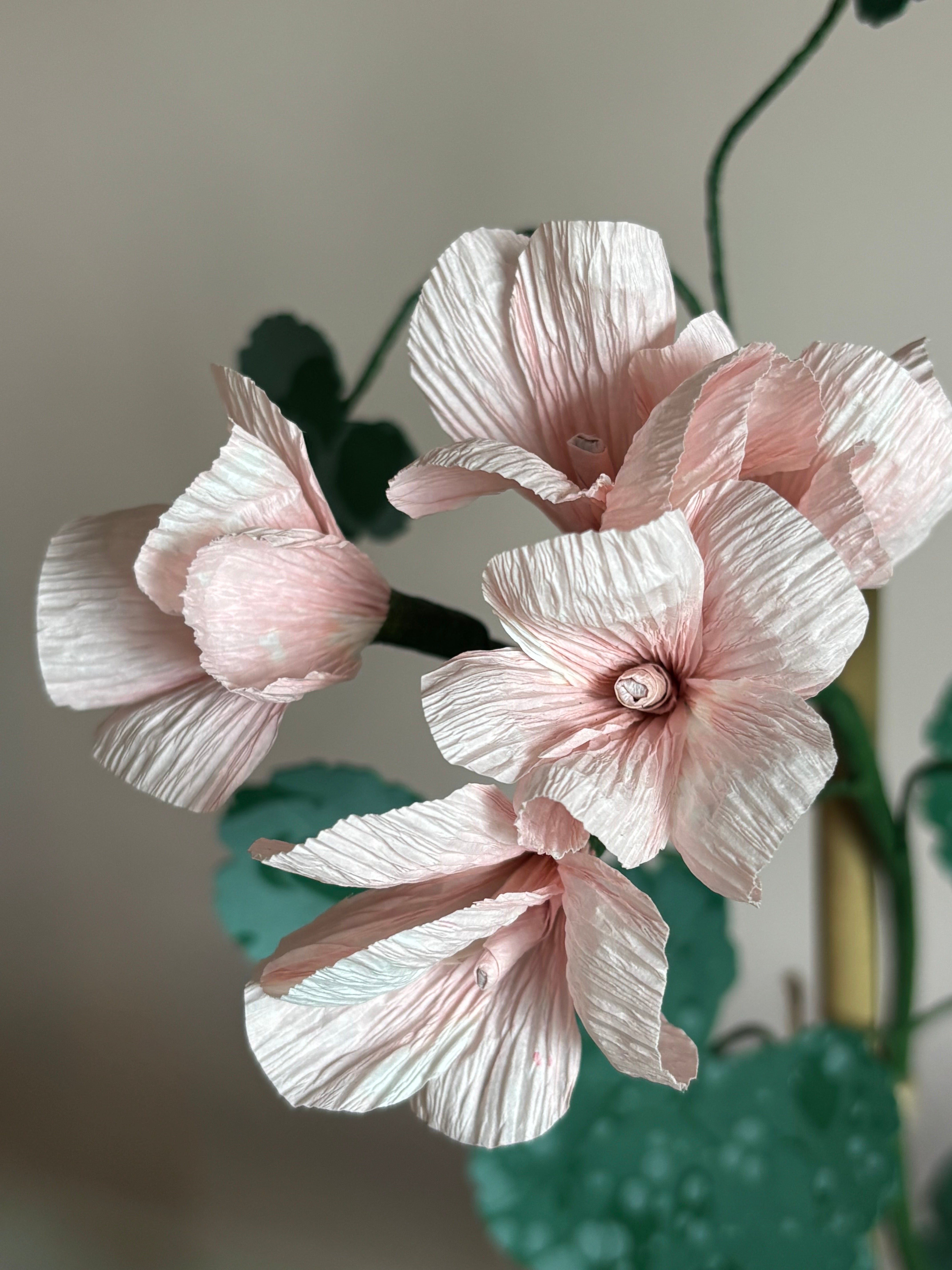 Paper Geranium