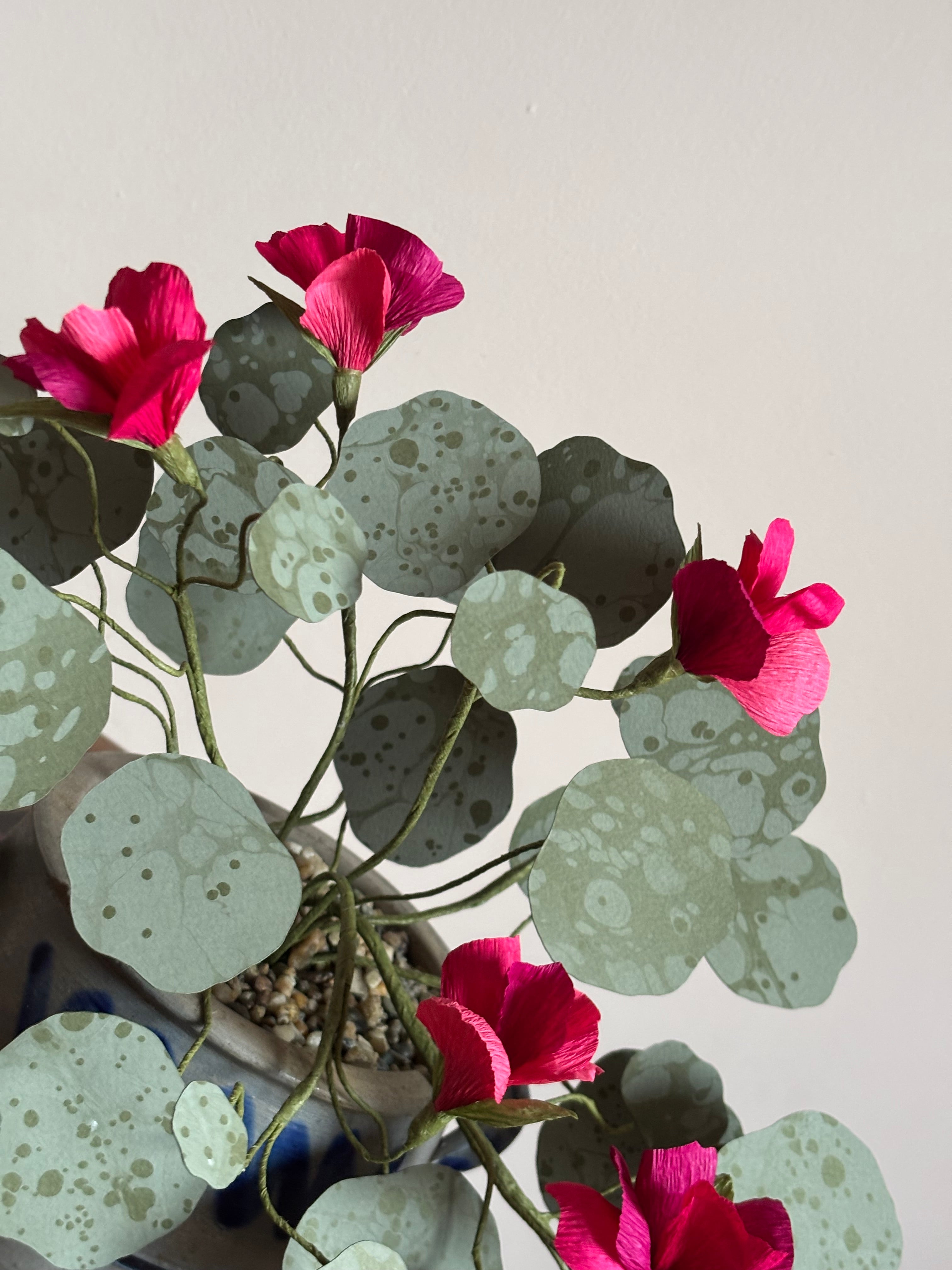 Nasturtium, trailing