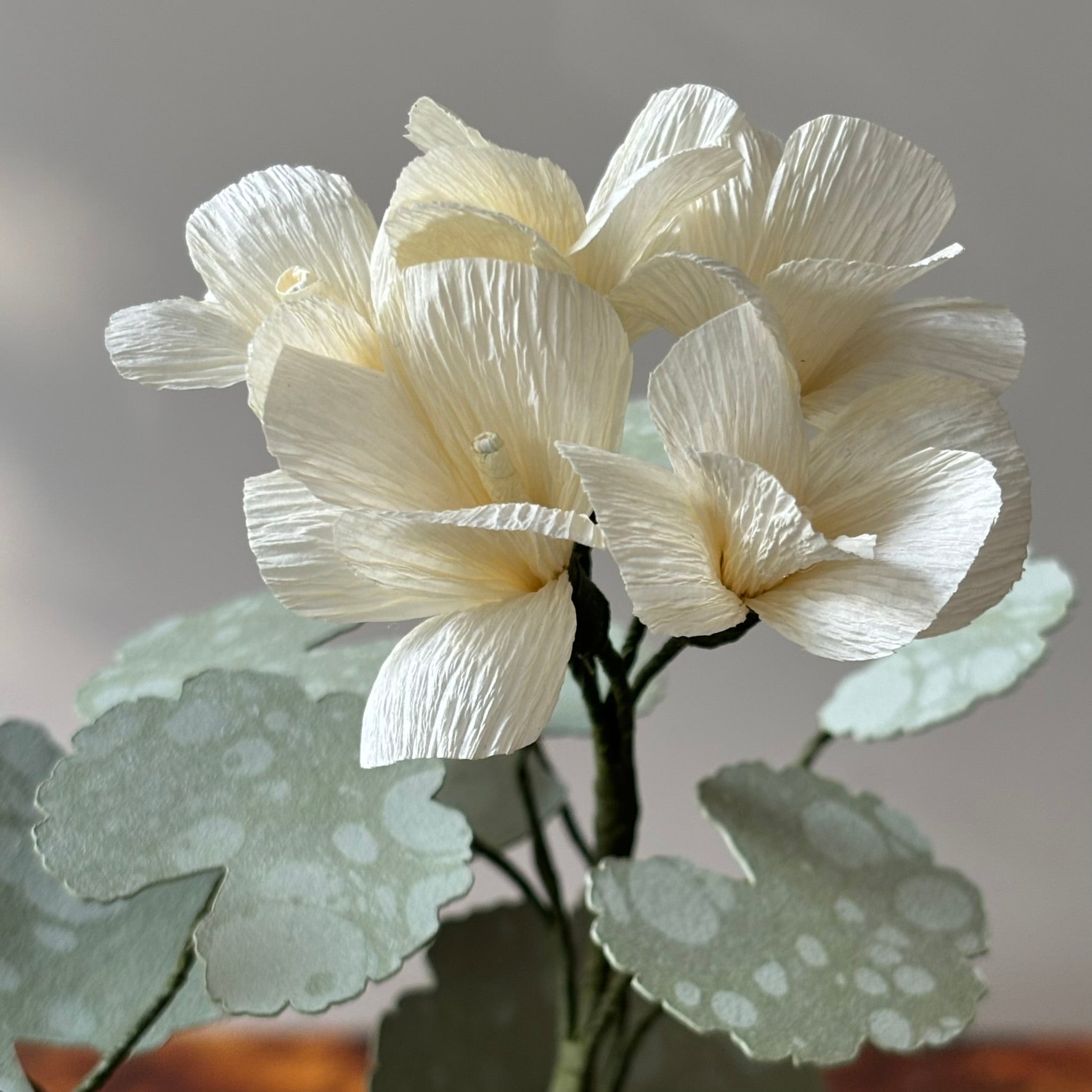 Paper Geranium