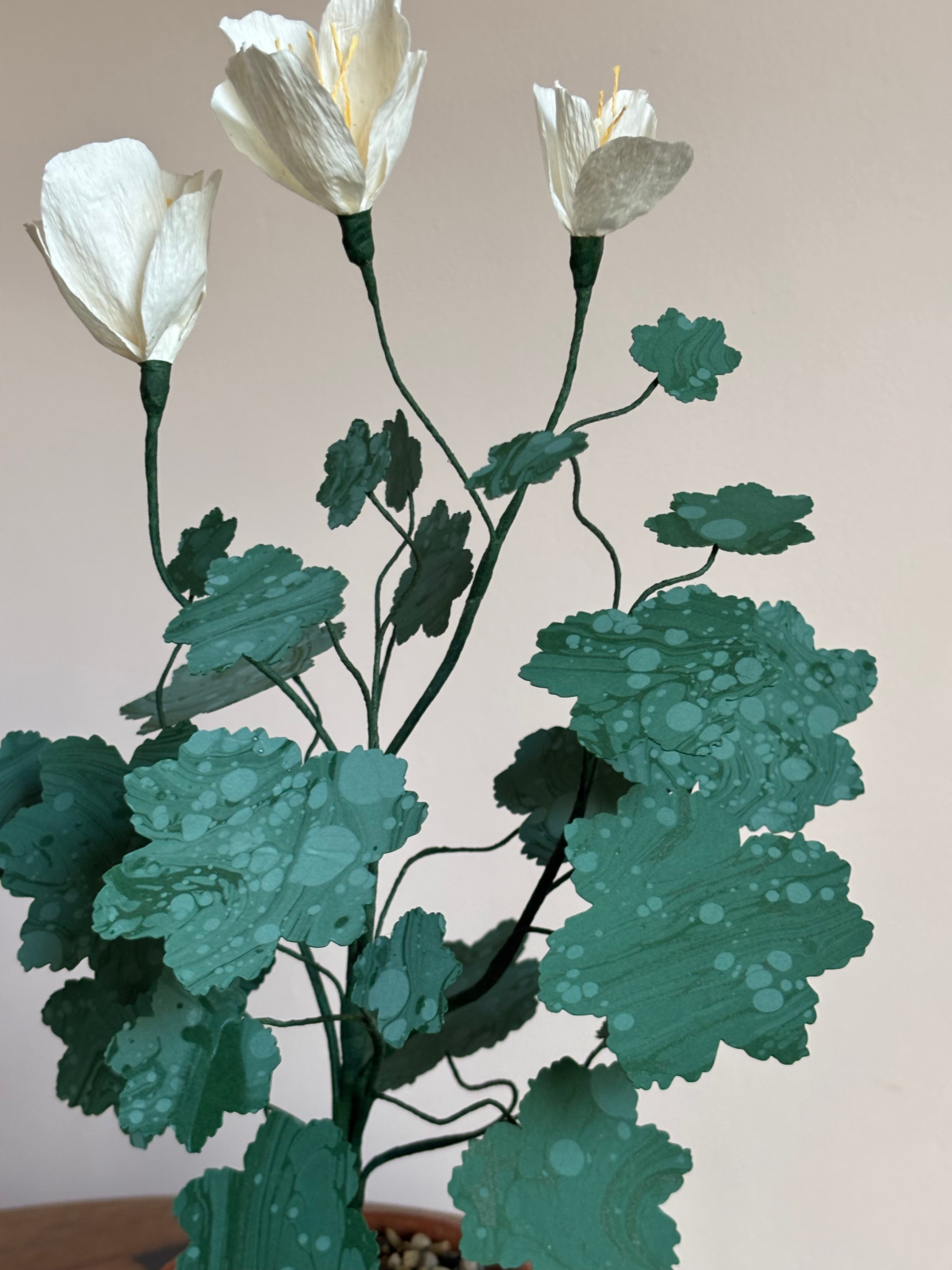 Paper pelargonium