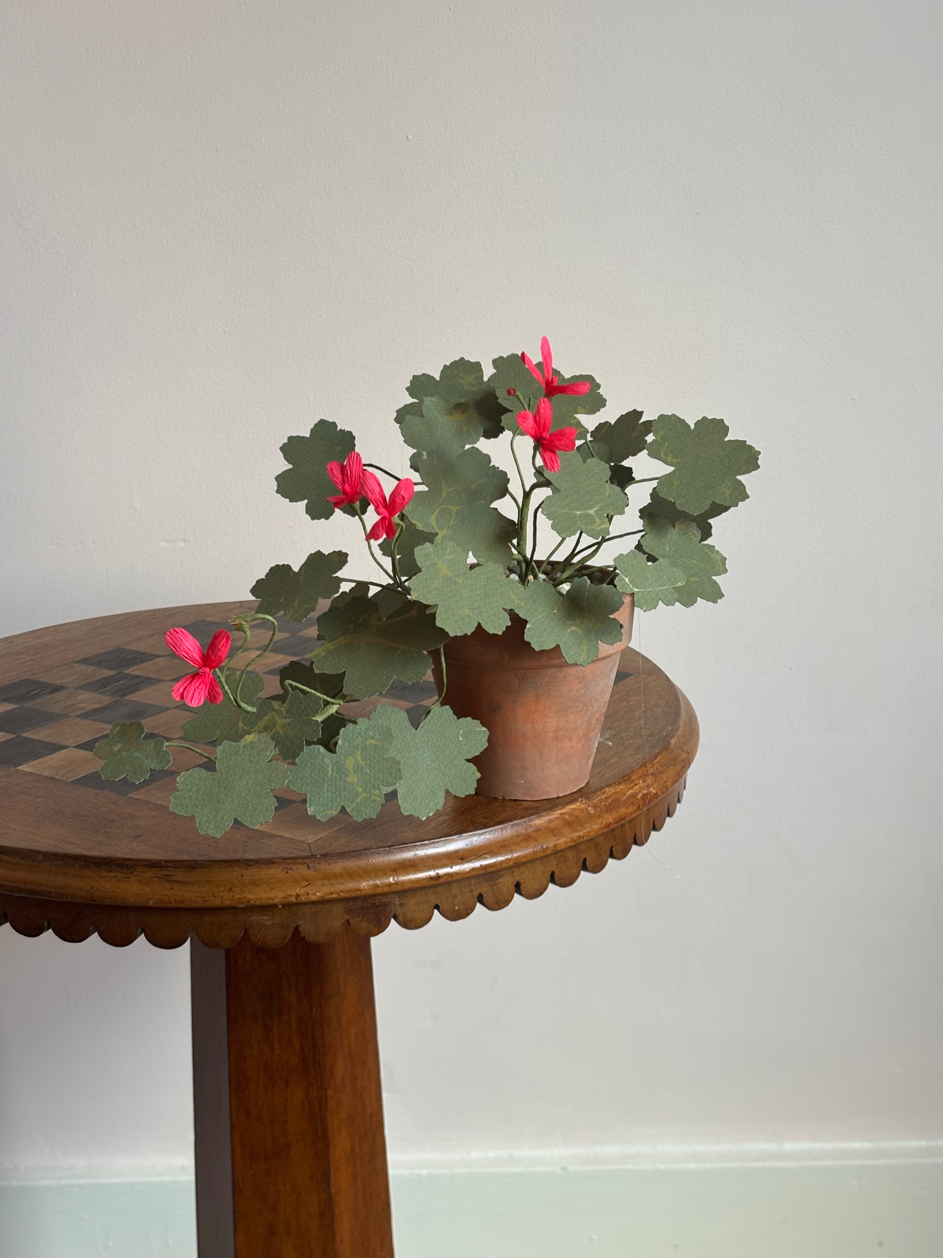 Paper Geranium, trailing