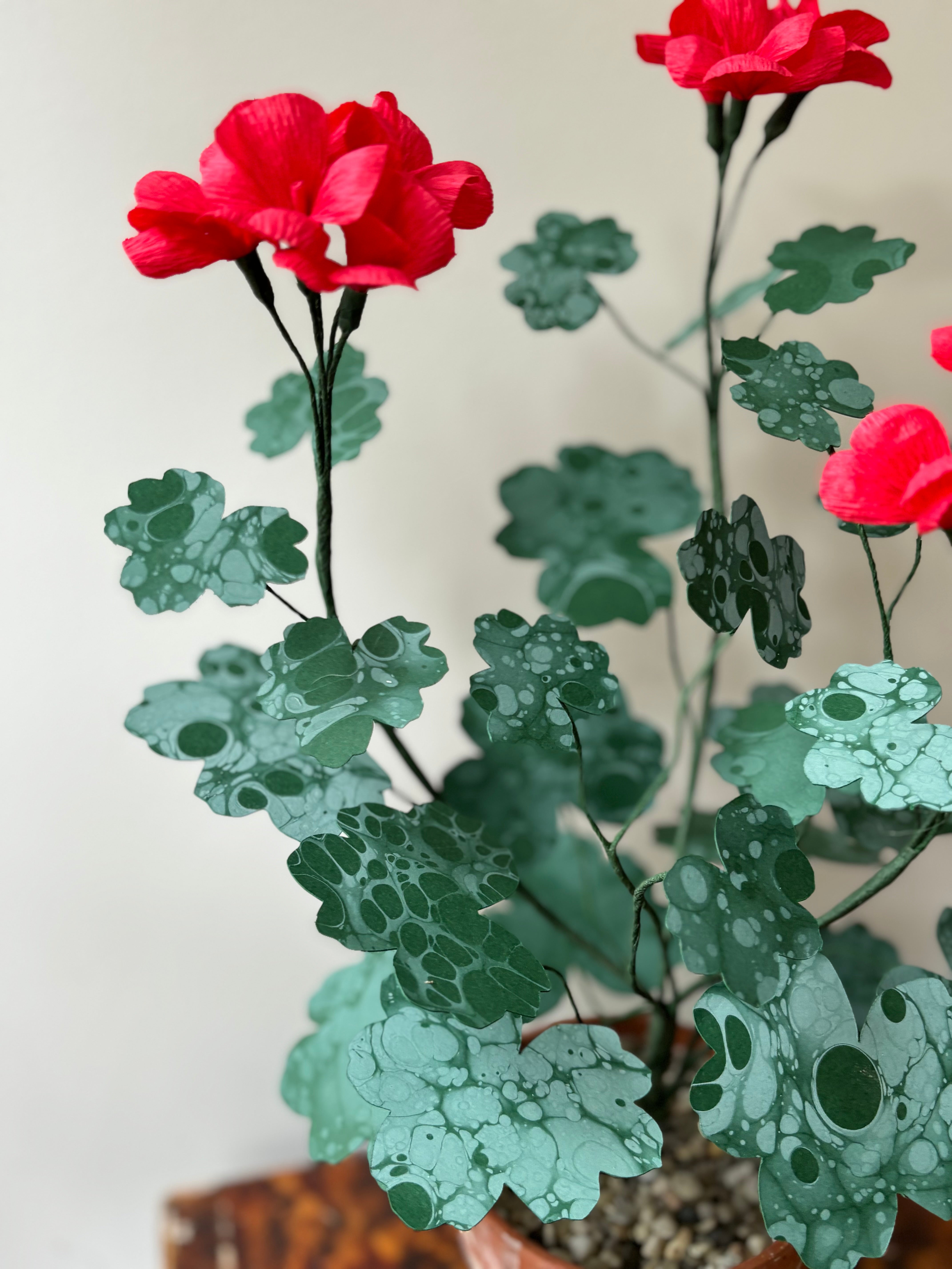 Geranium