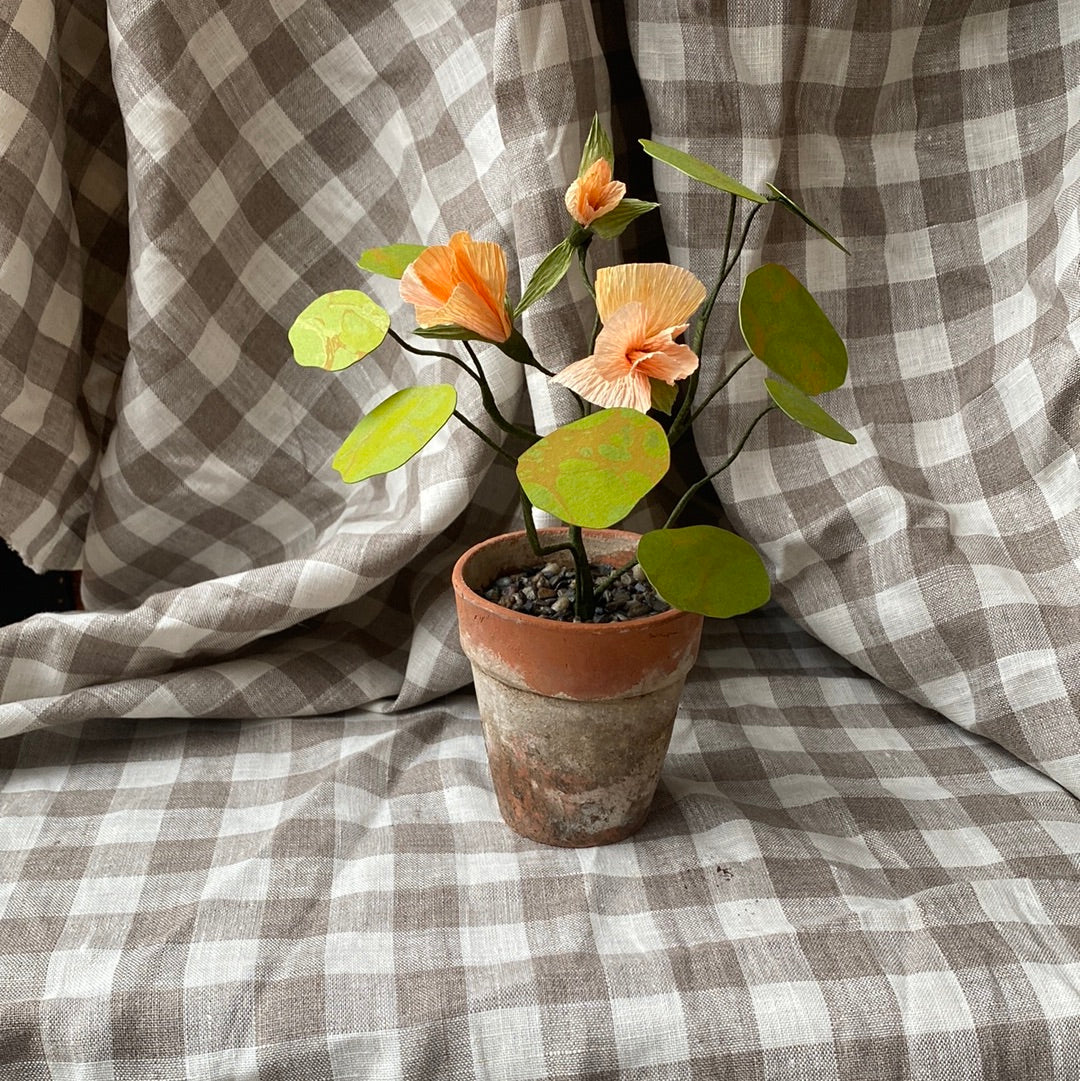 Paper Nasturtium