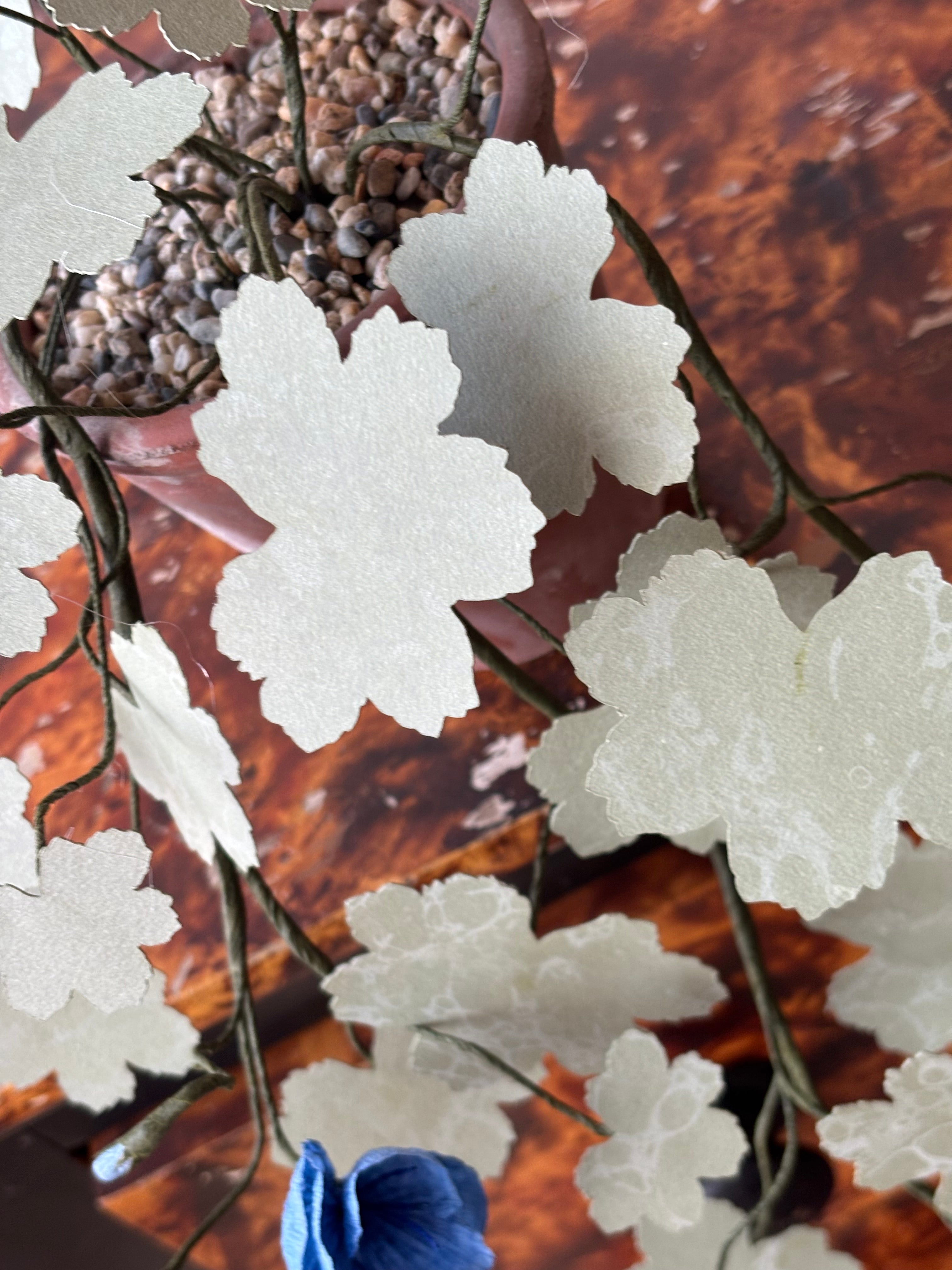 Paper hardy Geranium, trailing
