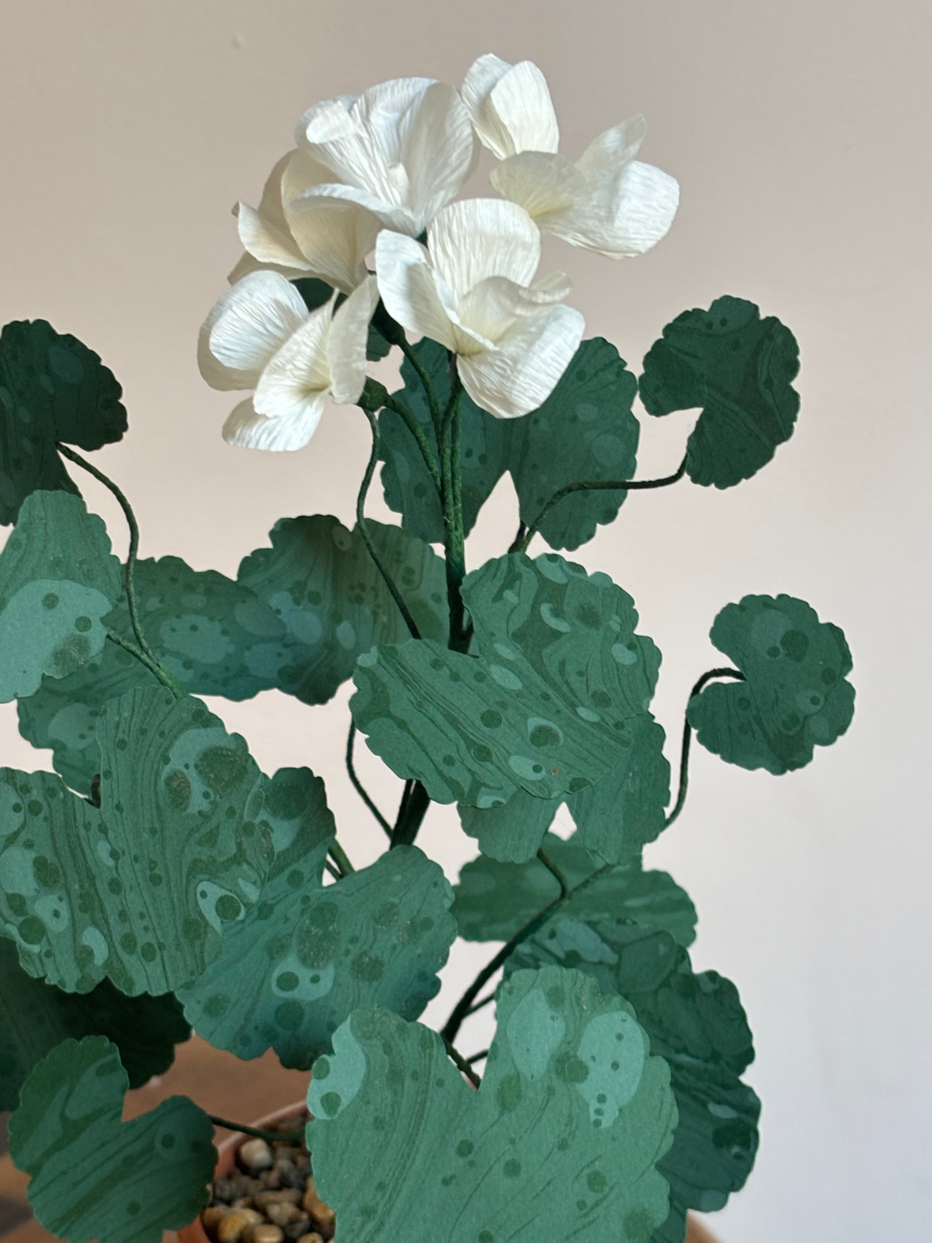 Paper Geranium