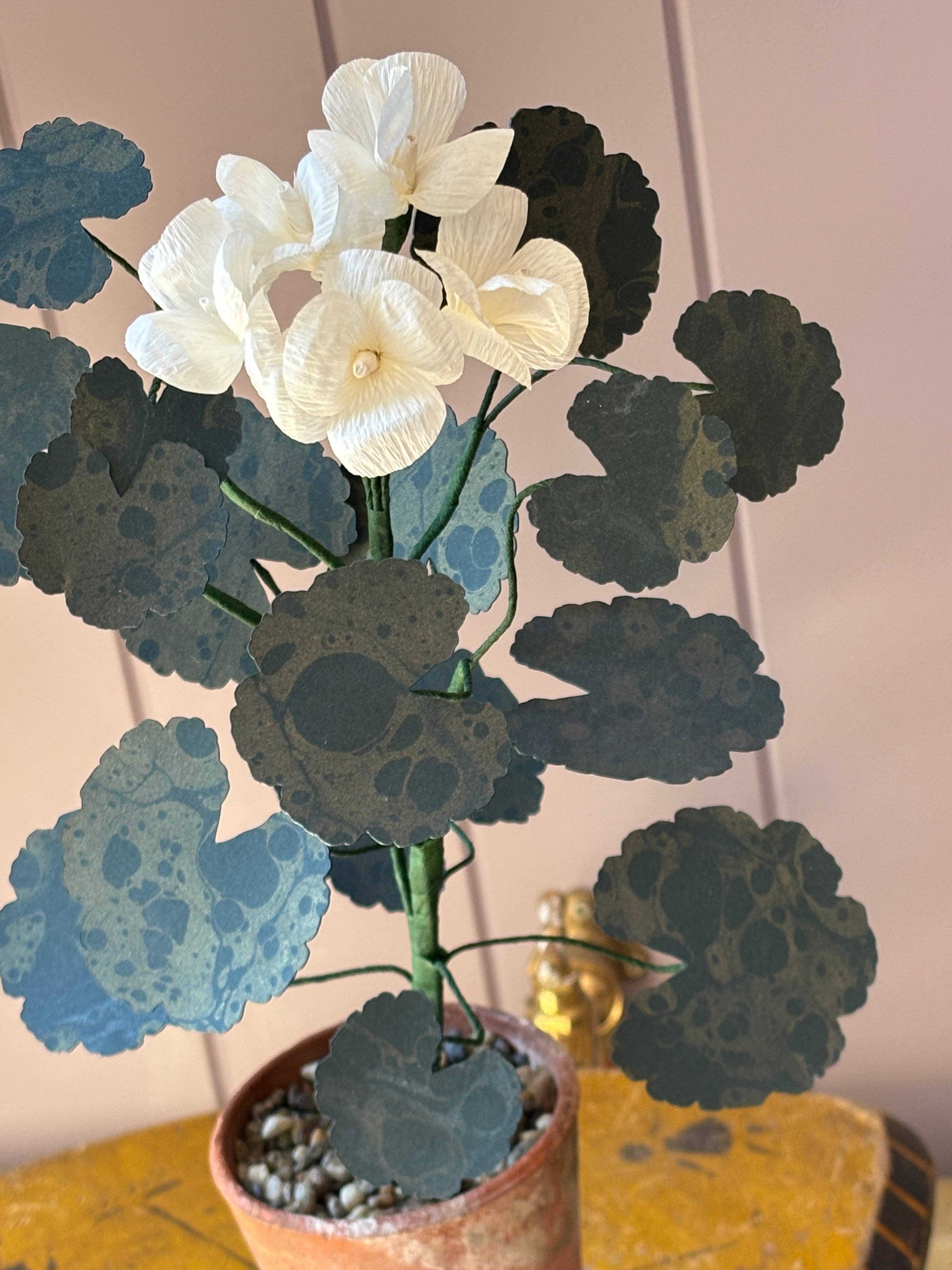 Paper geranium