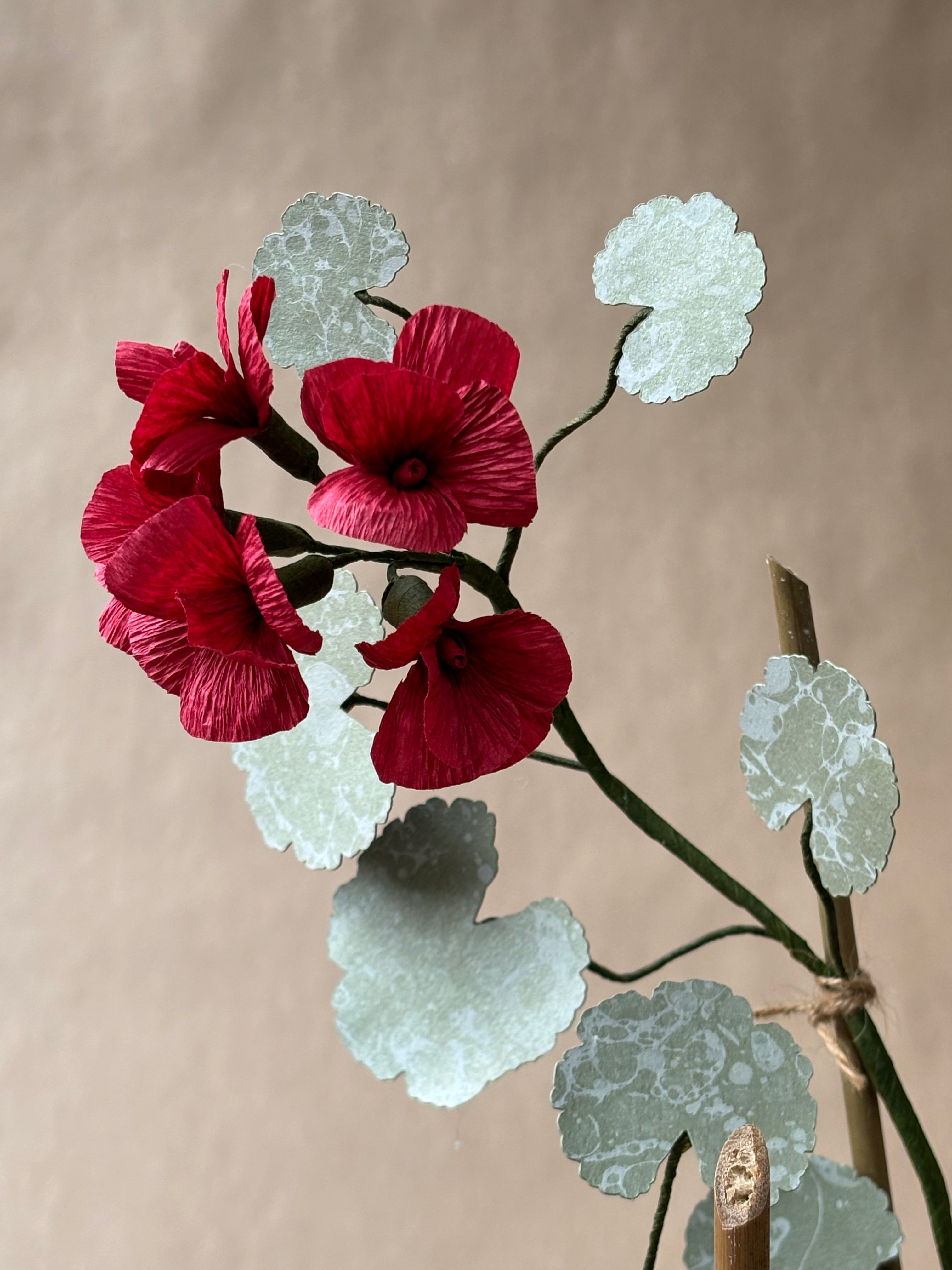 Geranium