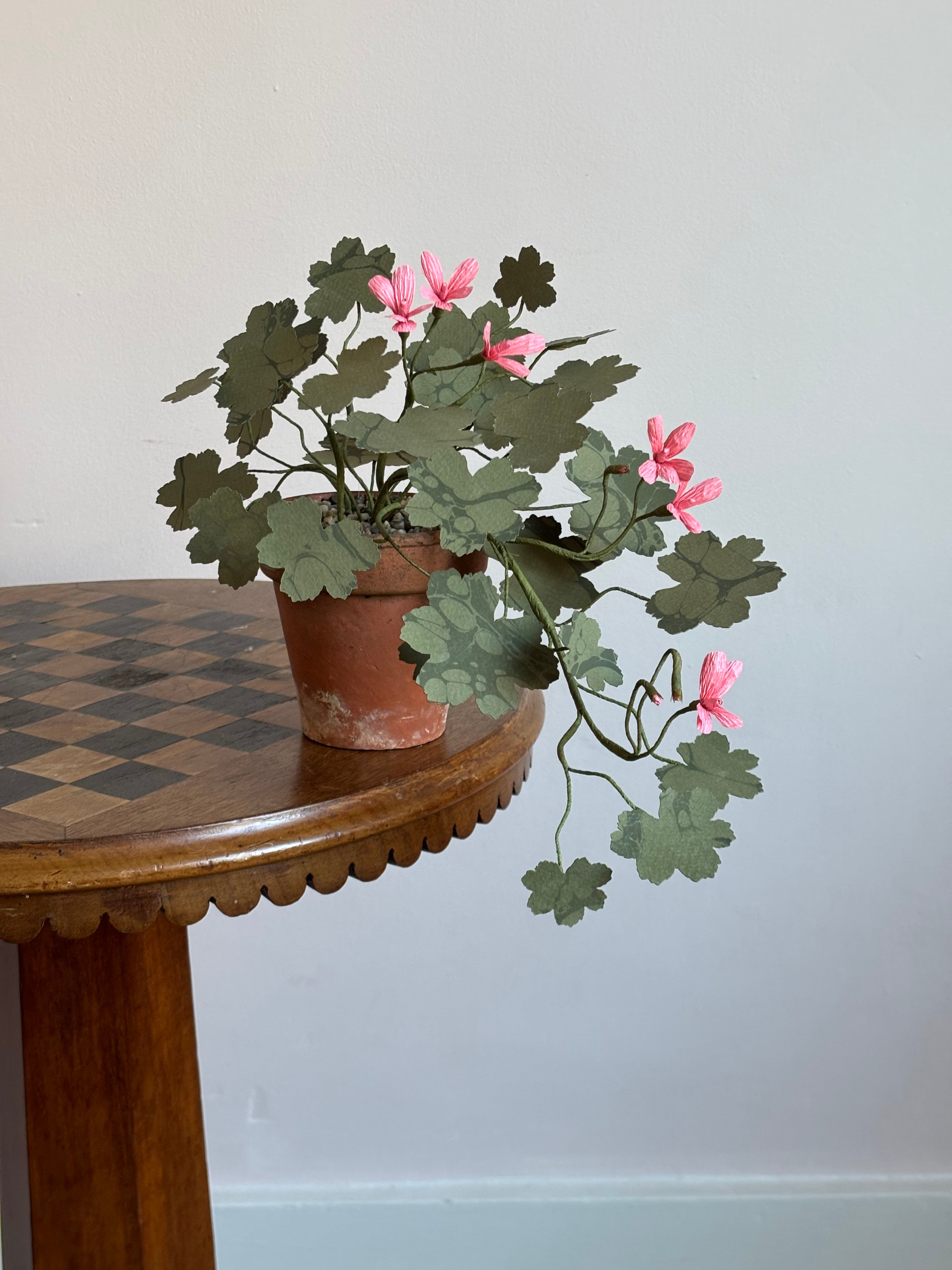 Paper Geranium, trailing