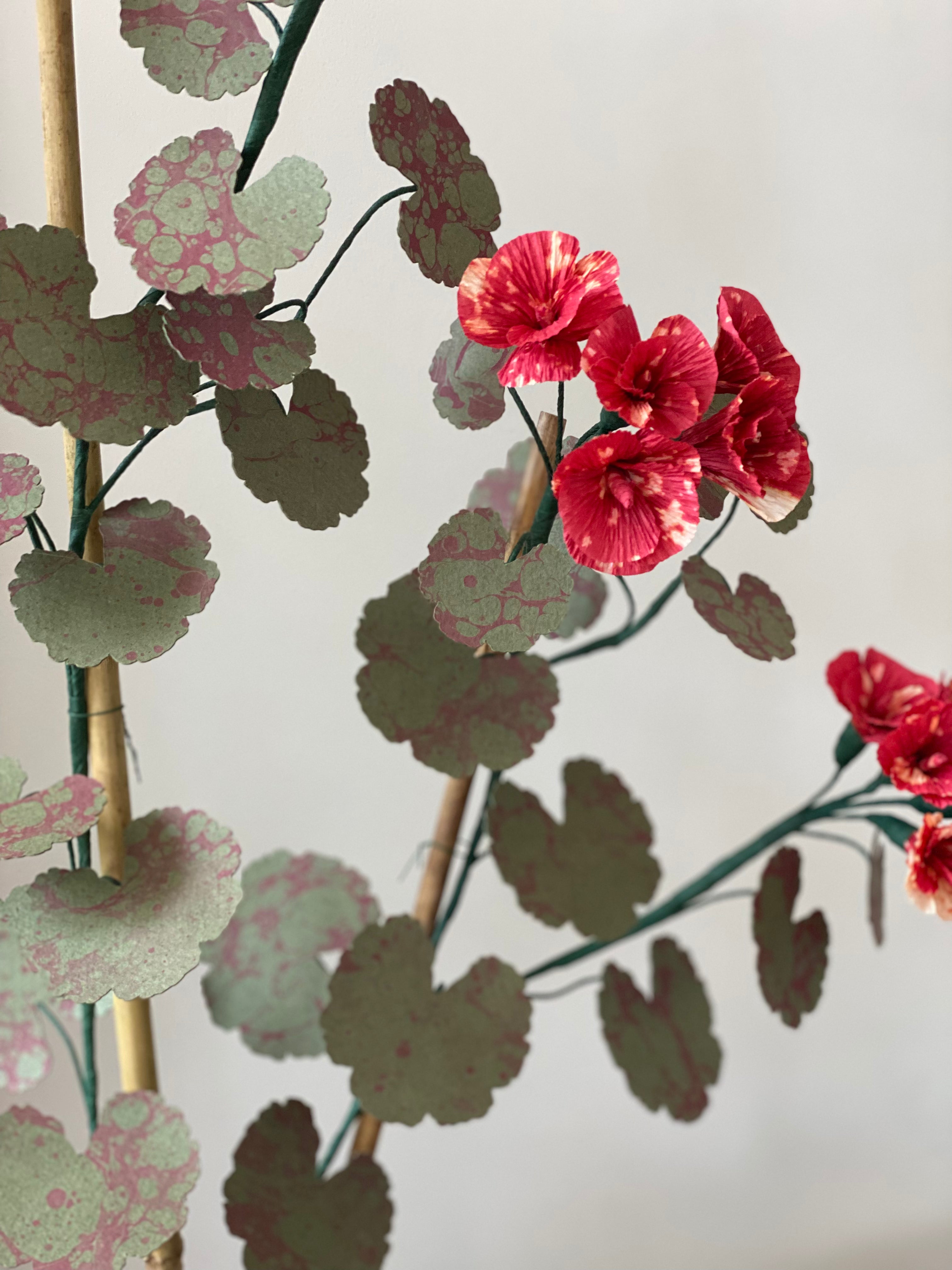 Paper Geranium *COLLECTION or SPECIALIST COURIER ONLY*