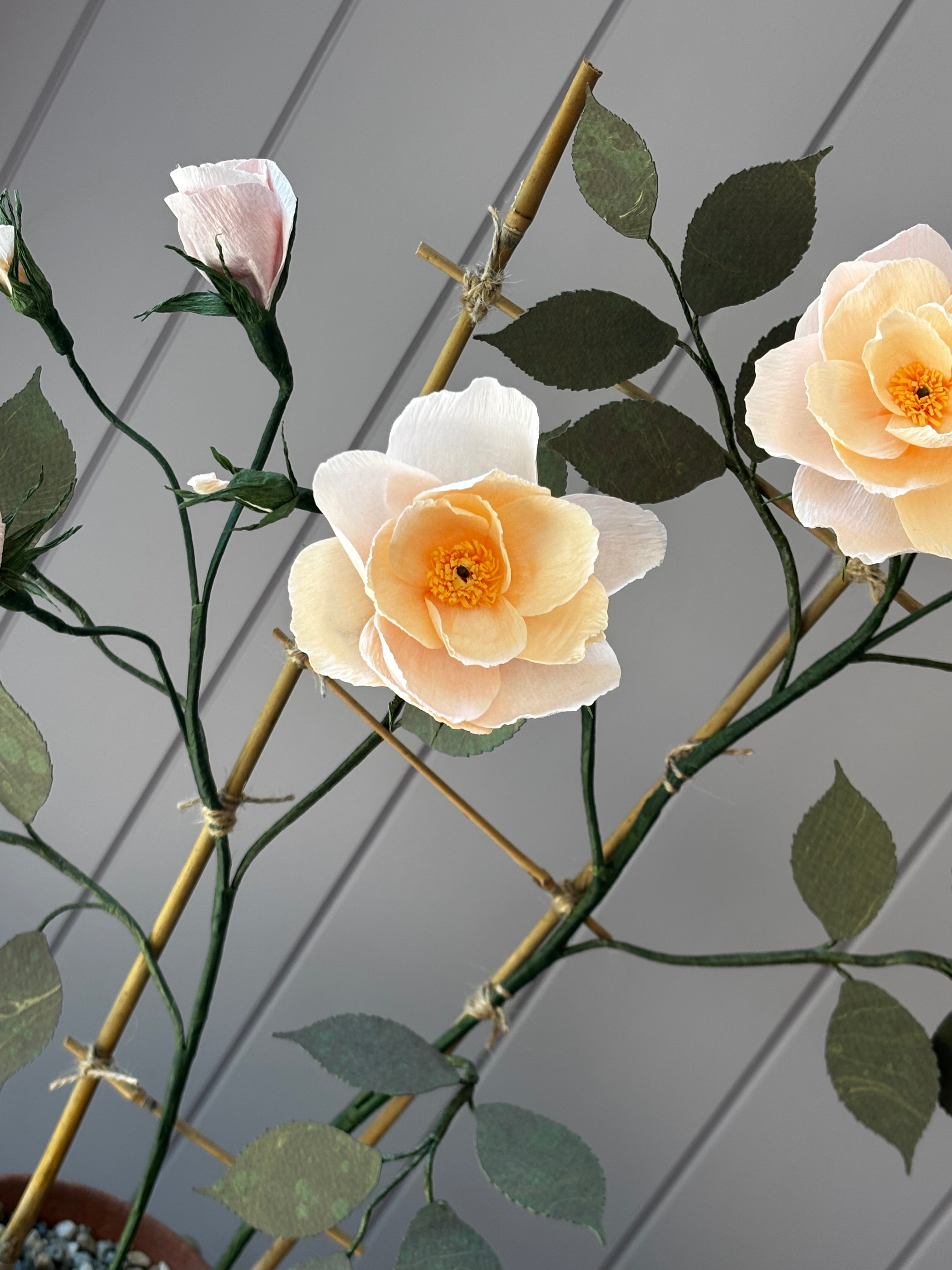 Climbing Rose