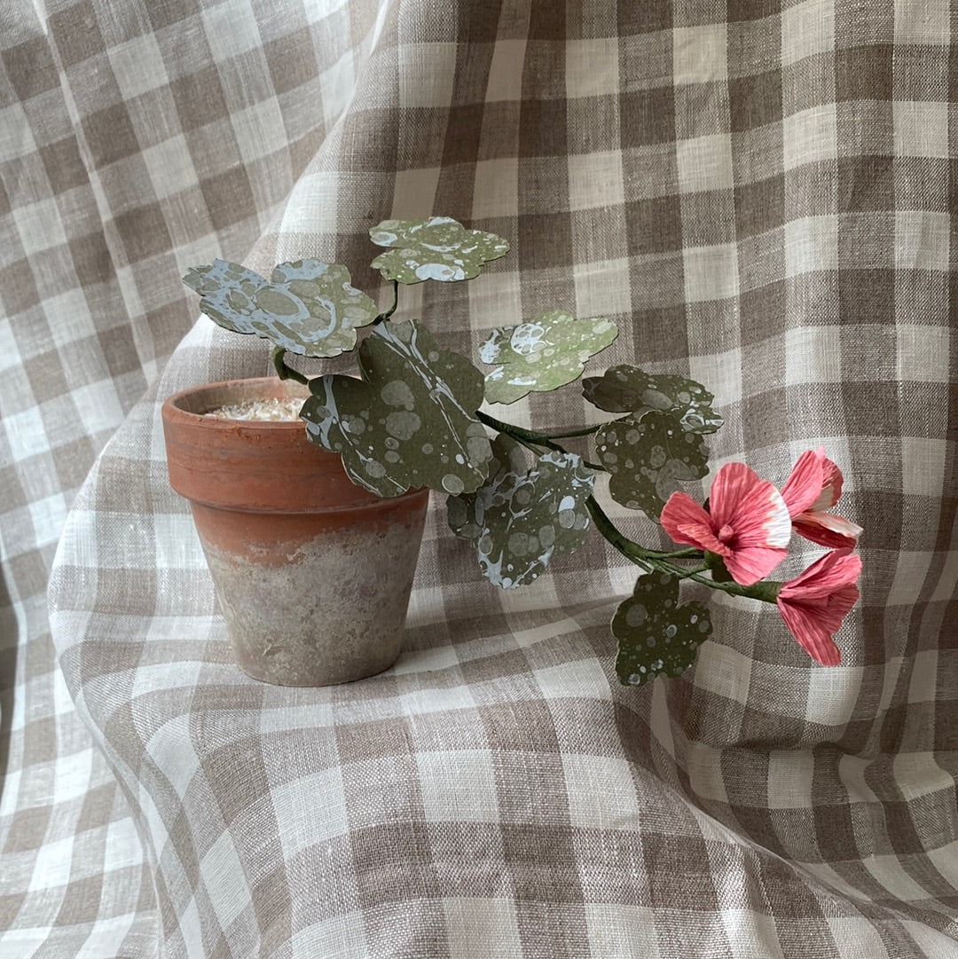 Paper Geranium trailing