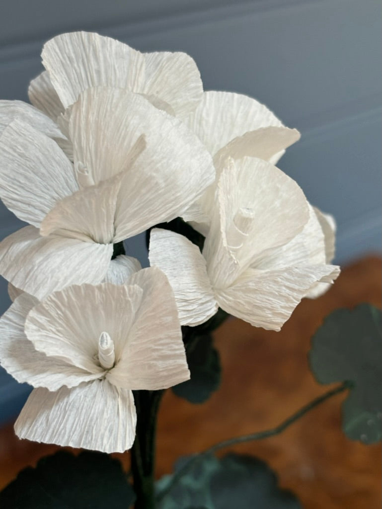 Geranium