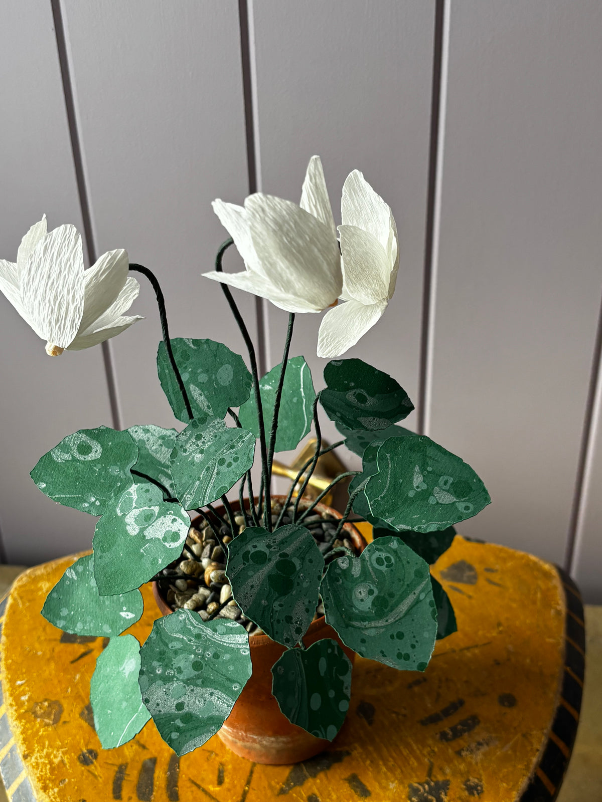Cyclamen