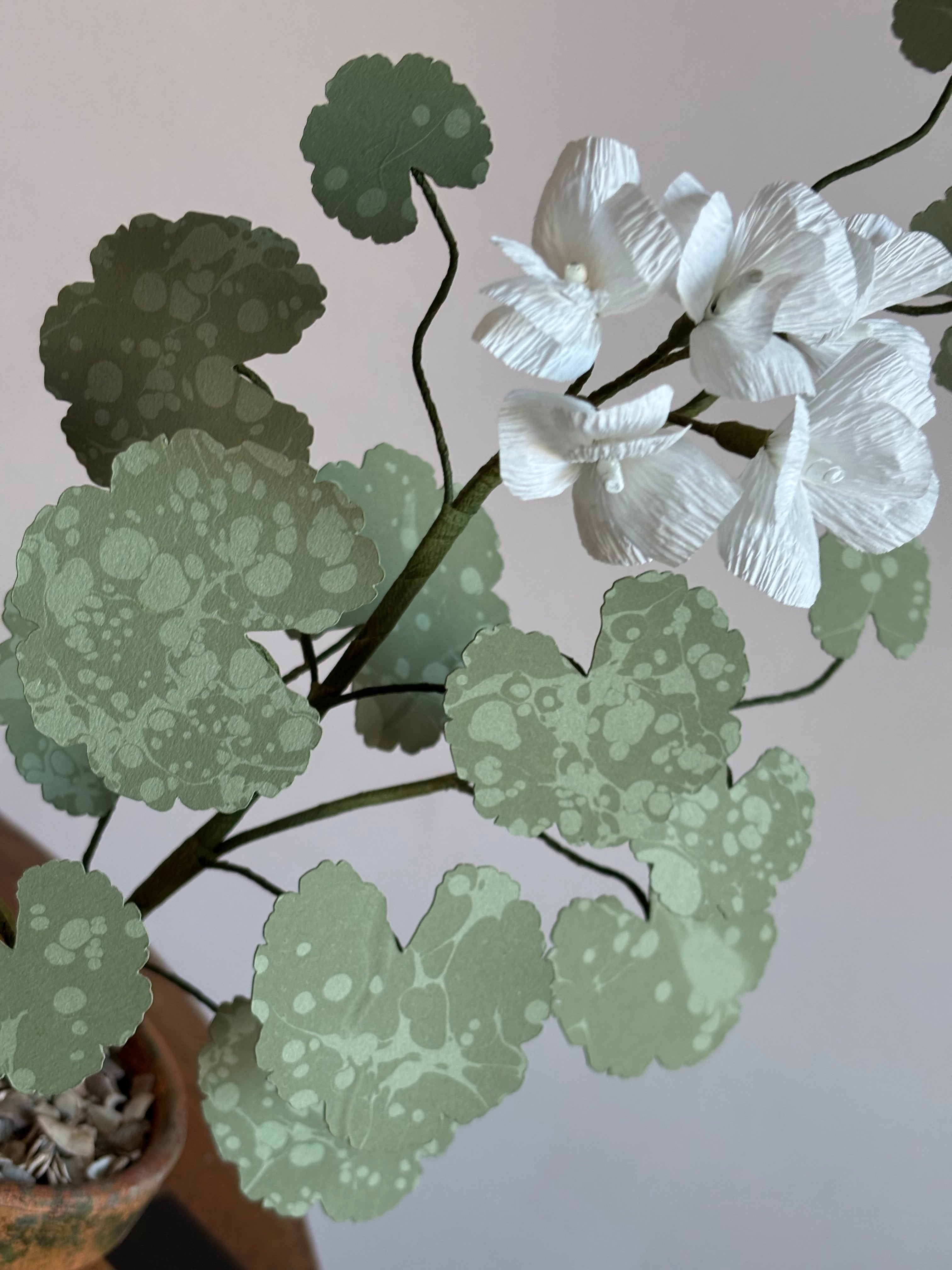 Paper Geranium