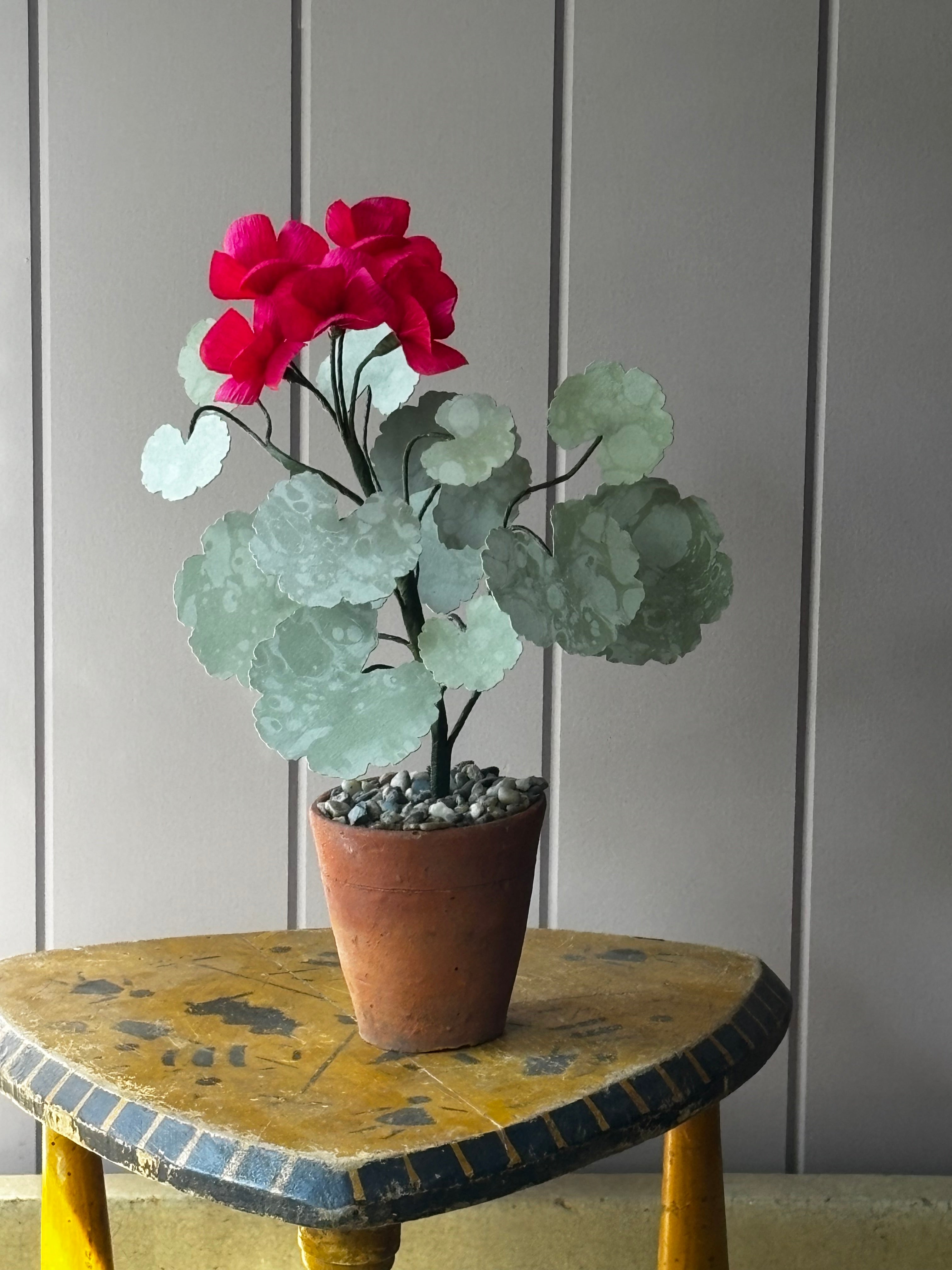 Paper geranium