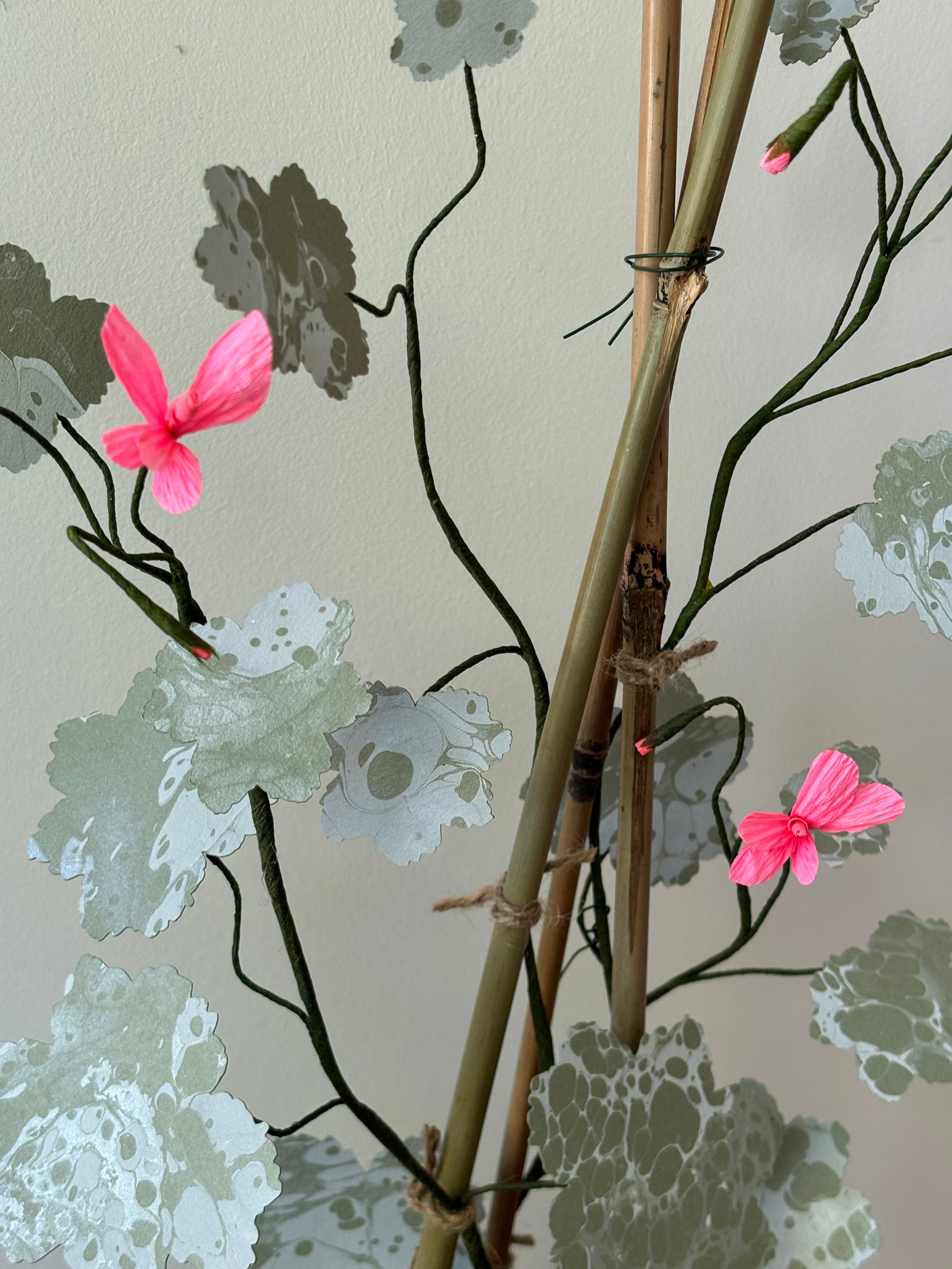Geranium