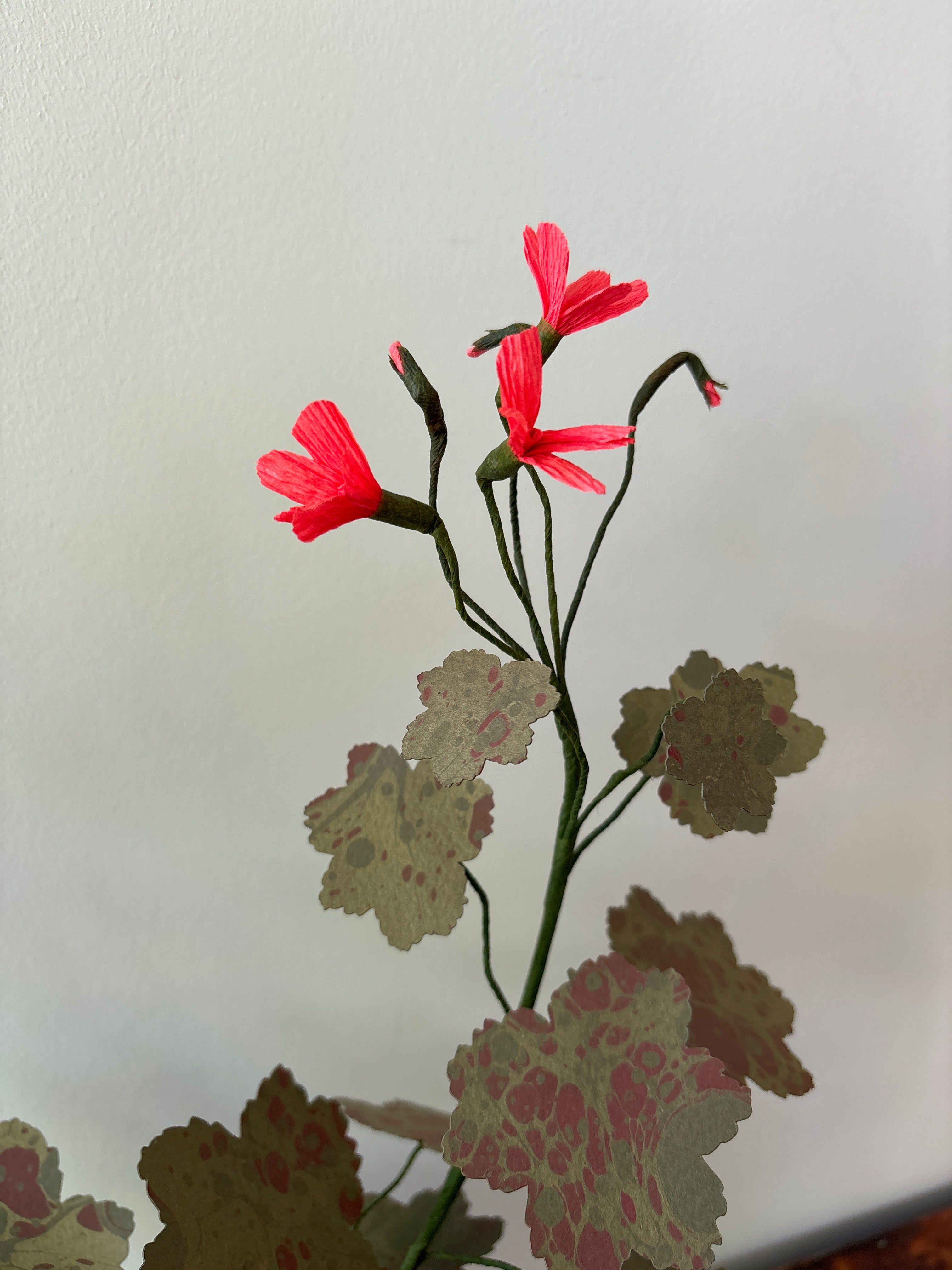 Geranium