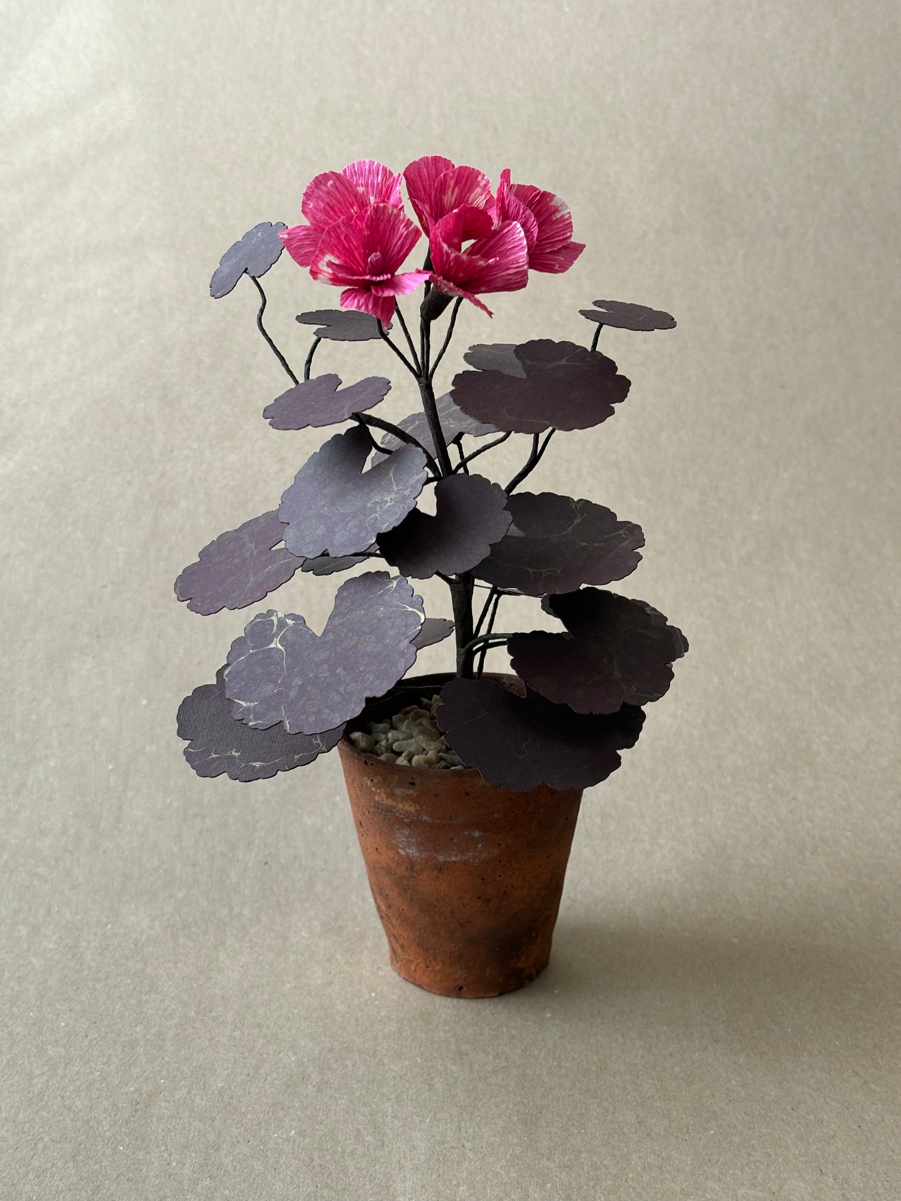 Geranium
