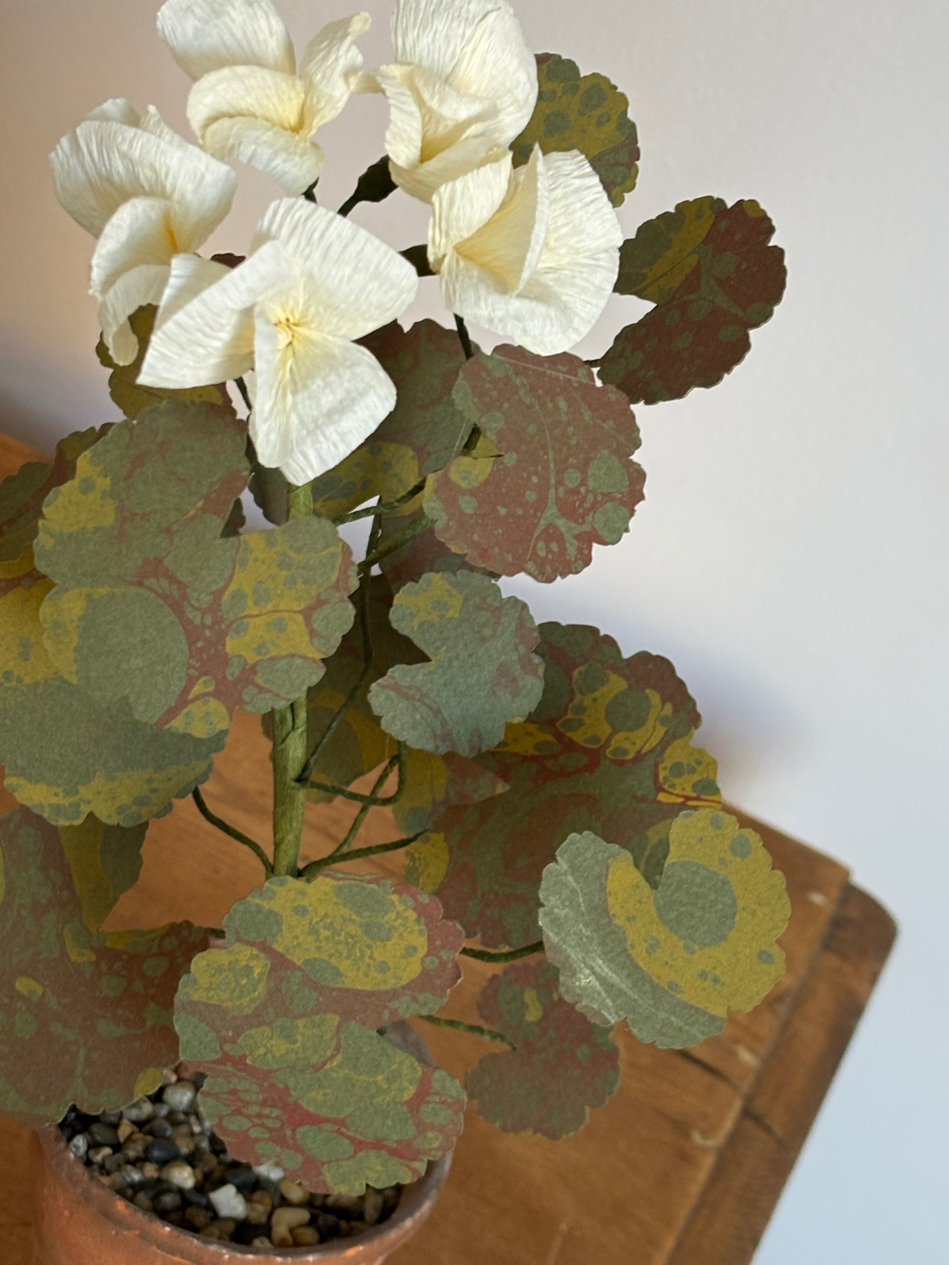 Paper Geranium