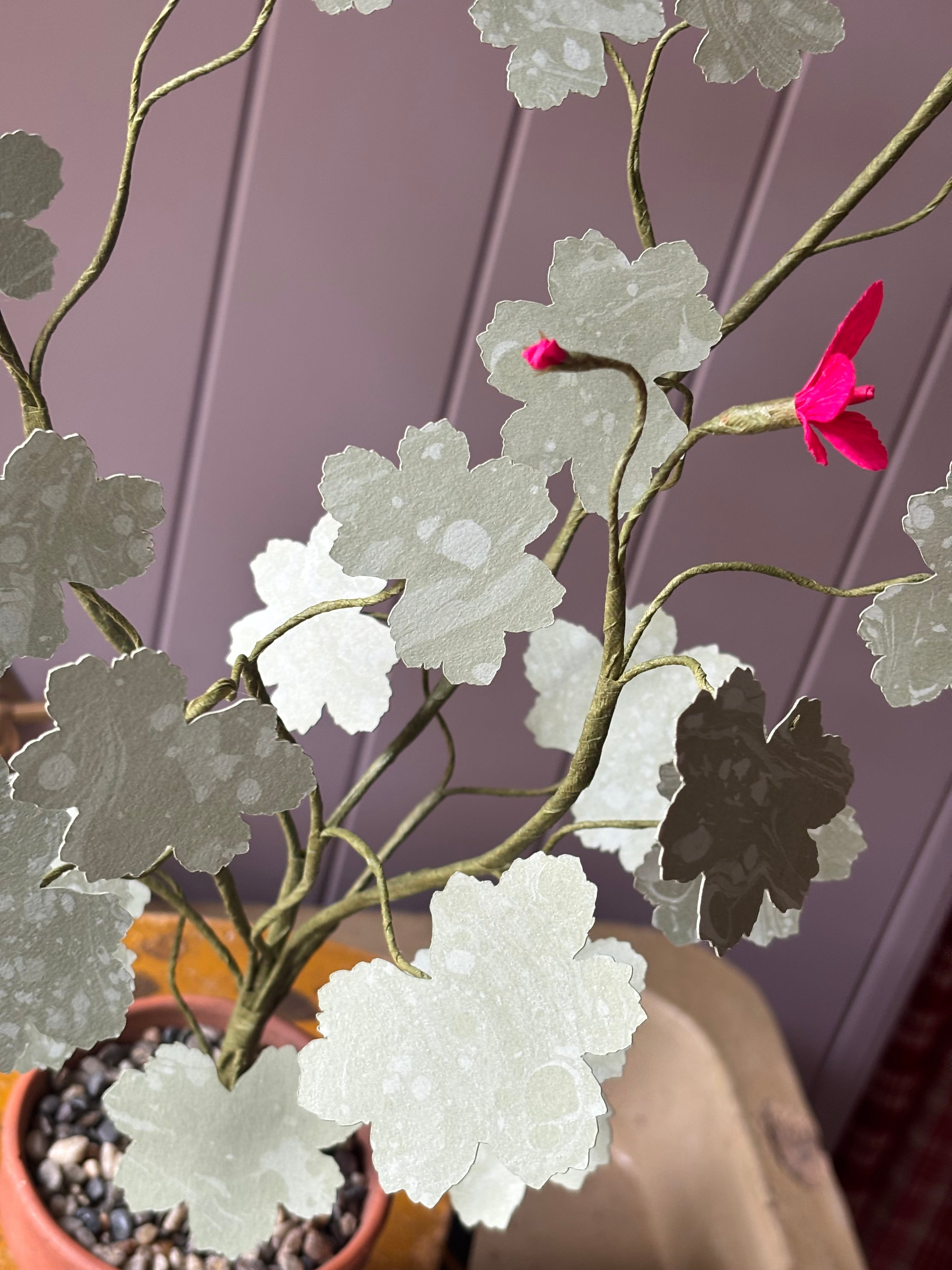 Paper geranium