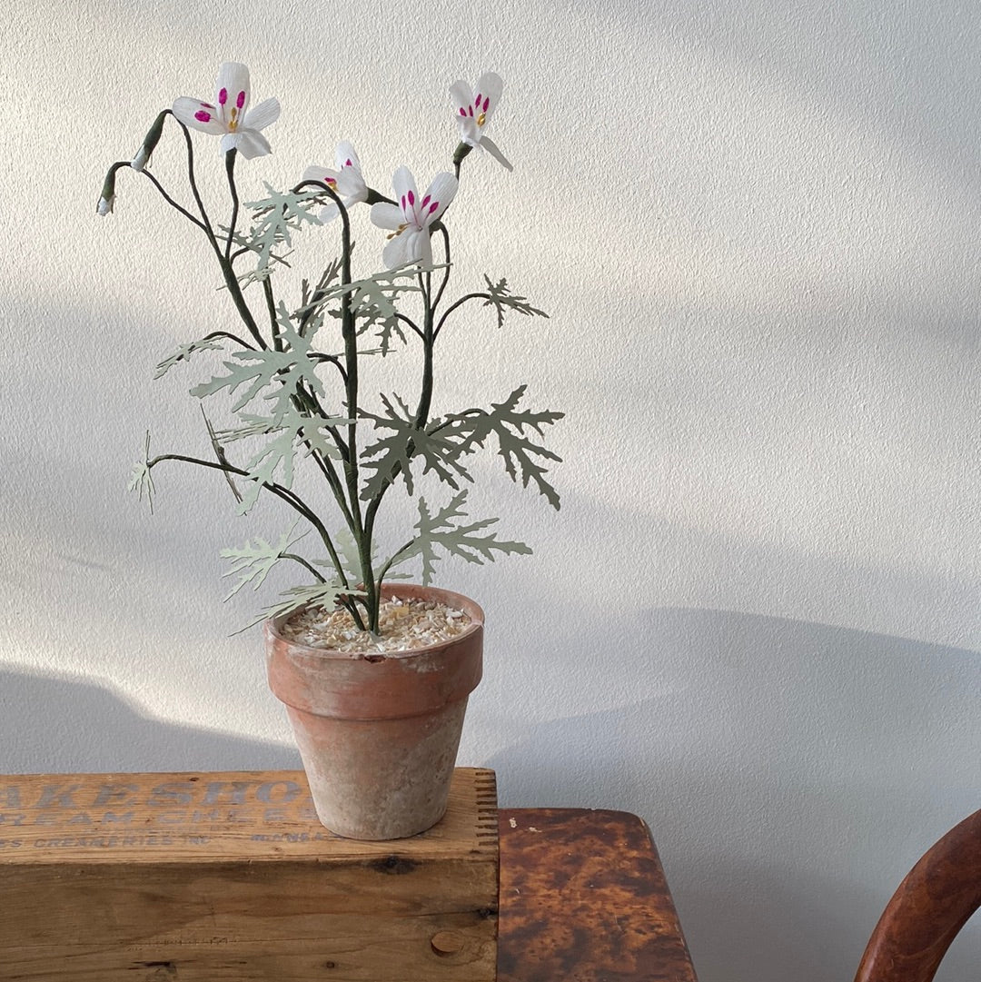 Paper Geranium