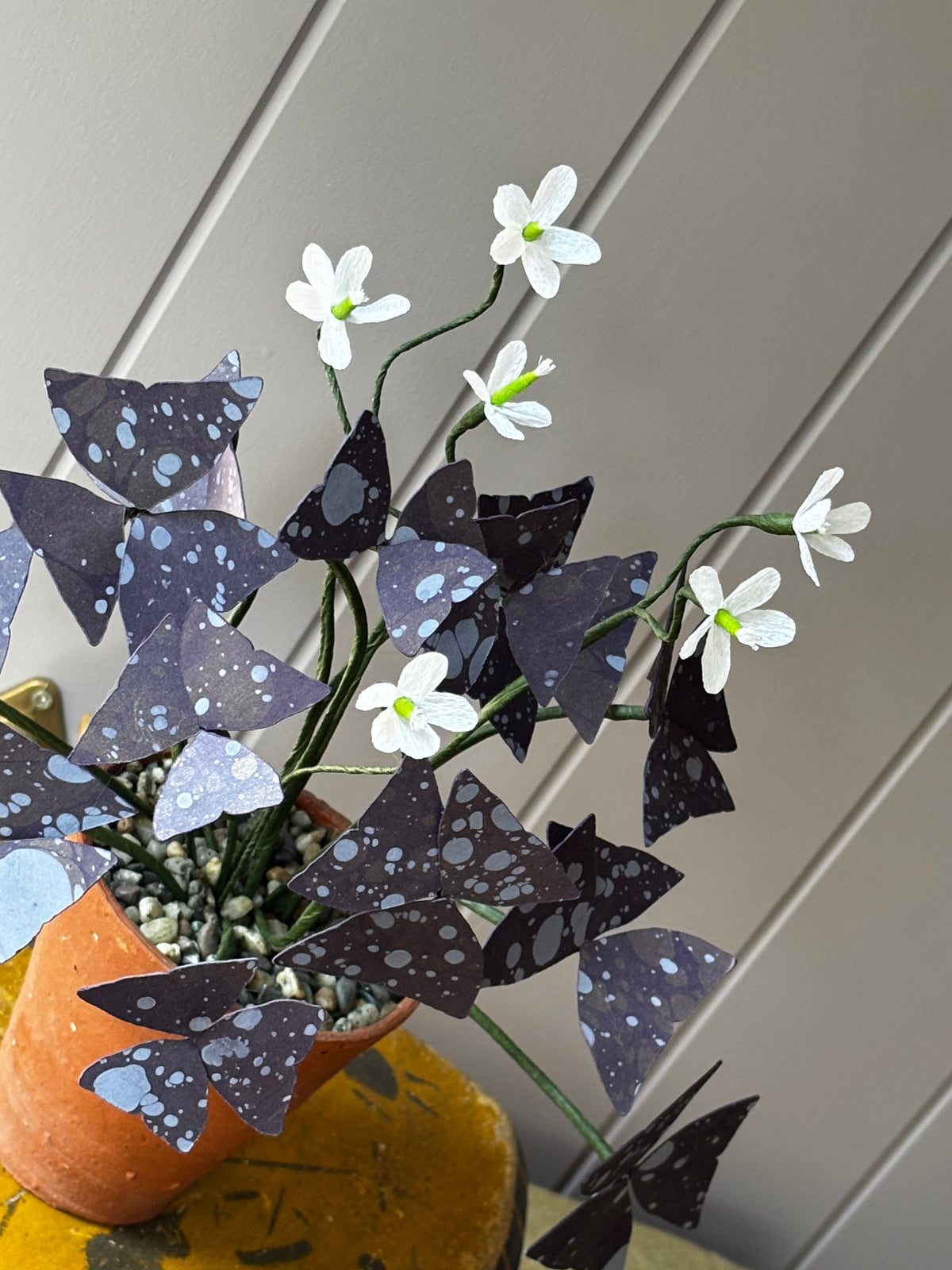 Paper Oxalis