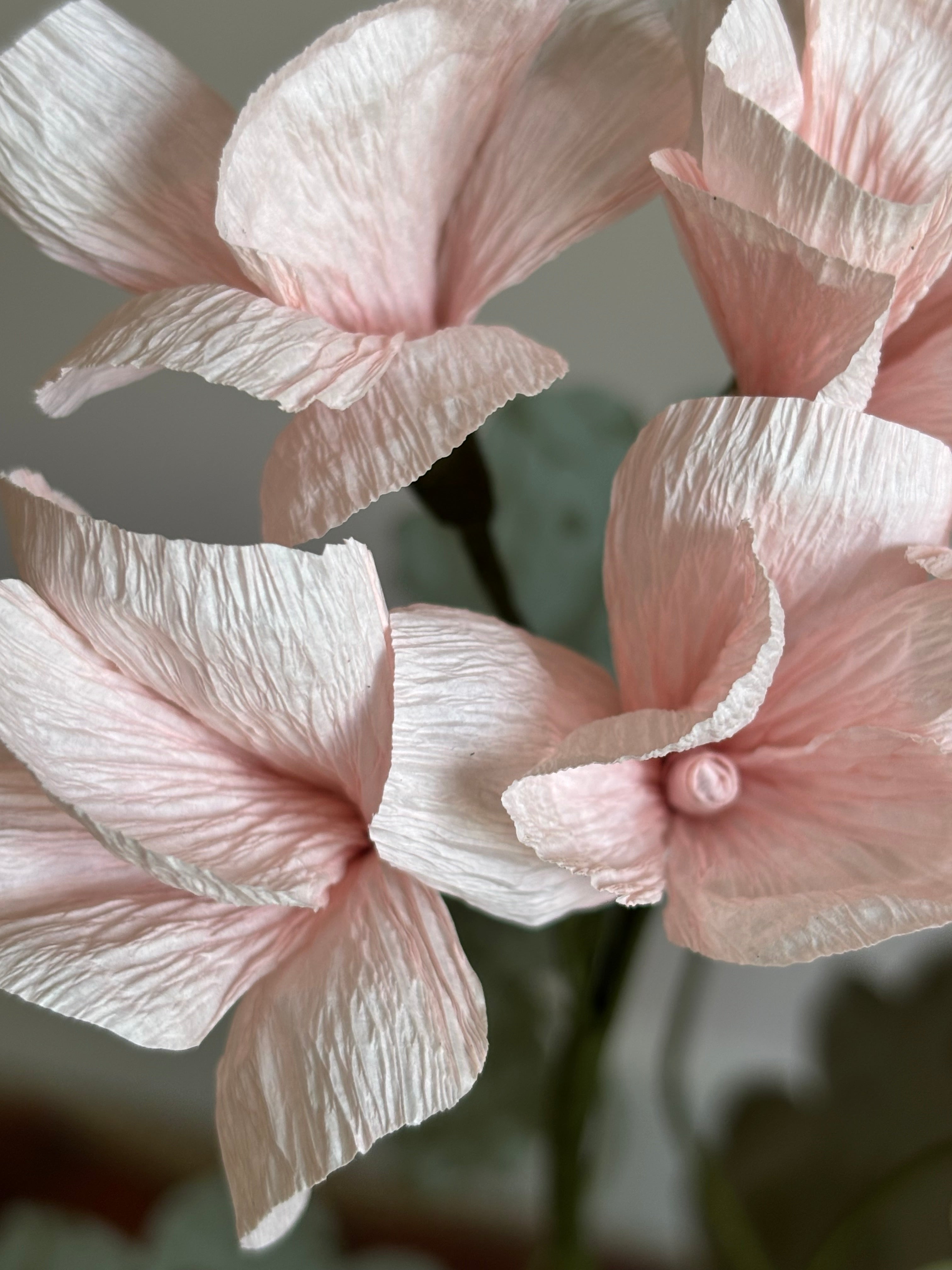 Paper Geranium