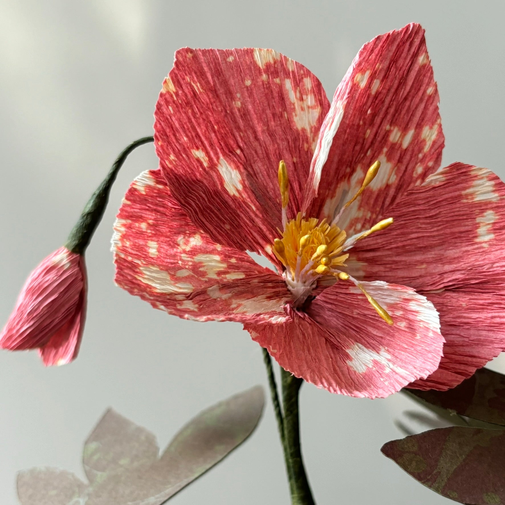 Paper Hellebore