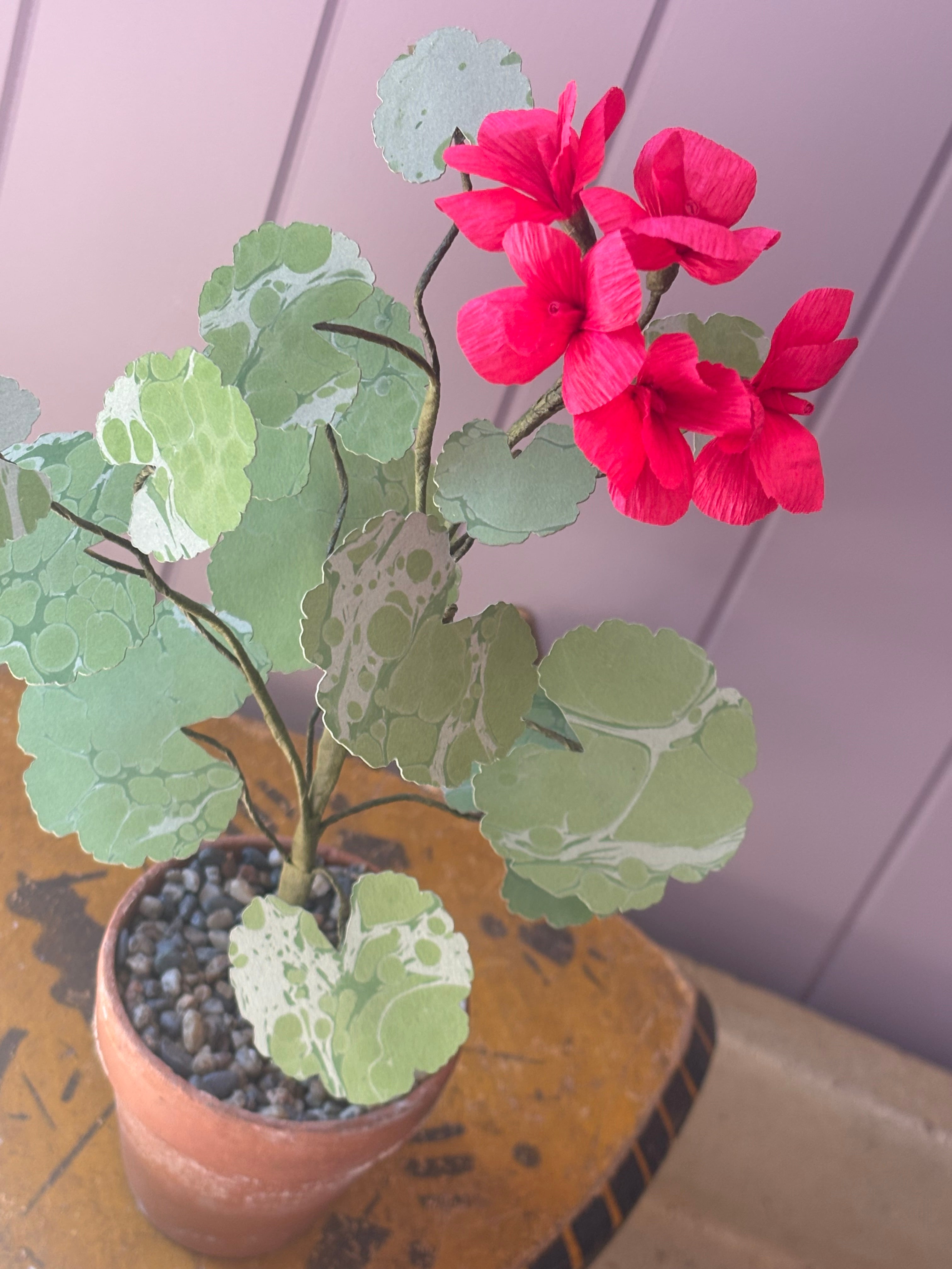 Paper geranium