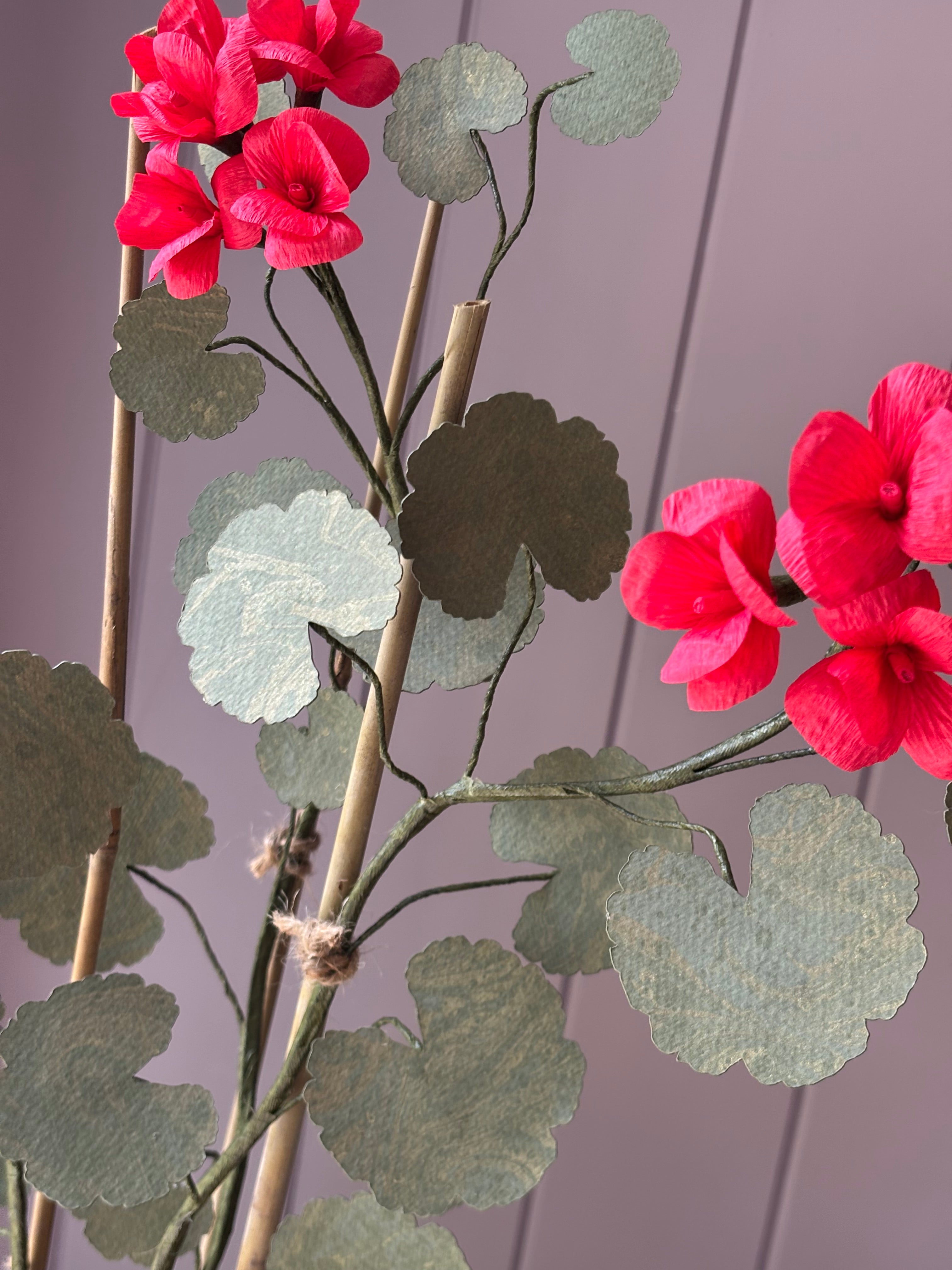 Paper geranium