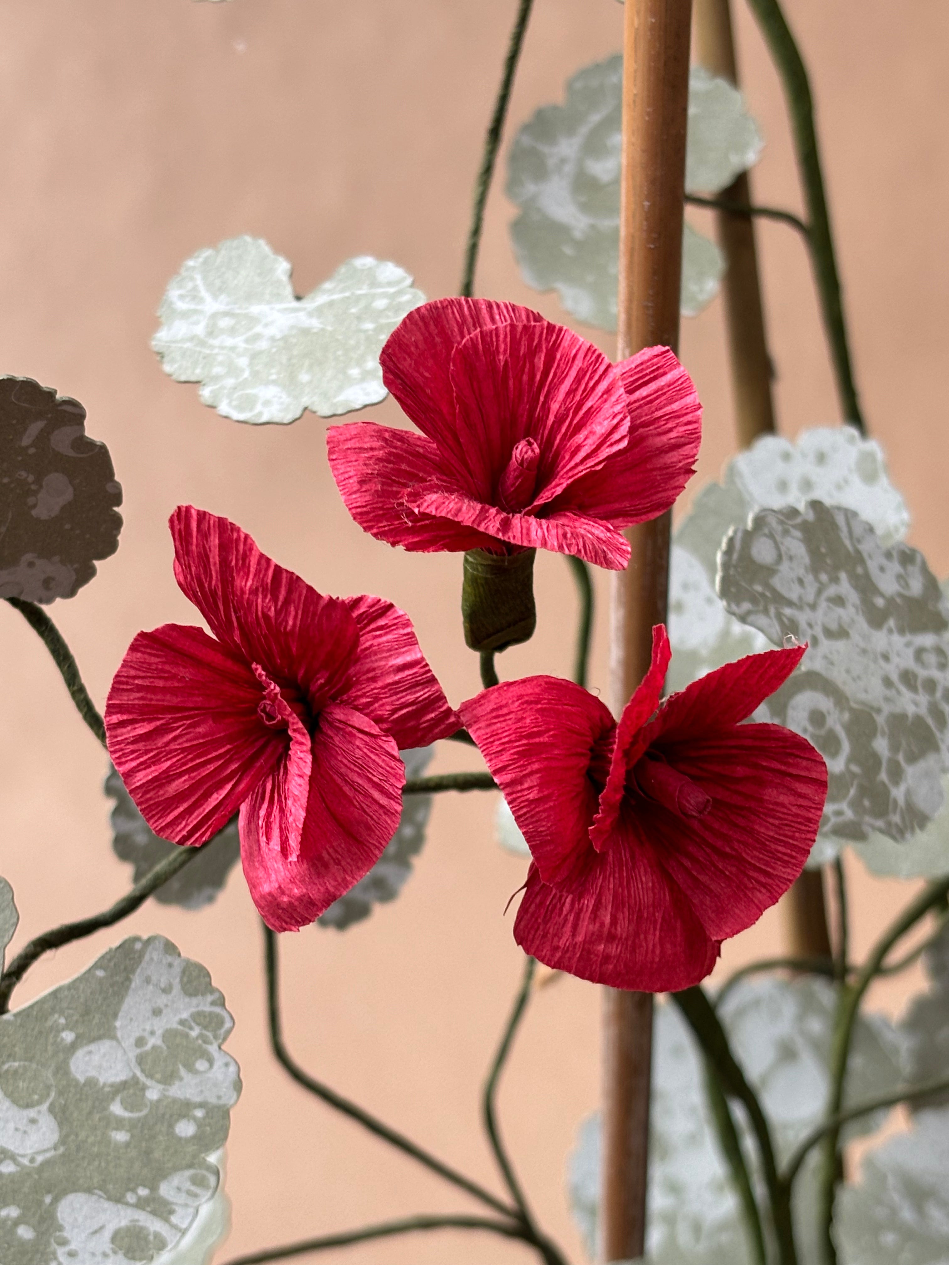 Geranium