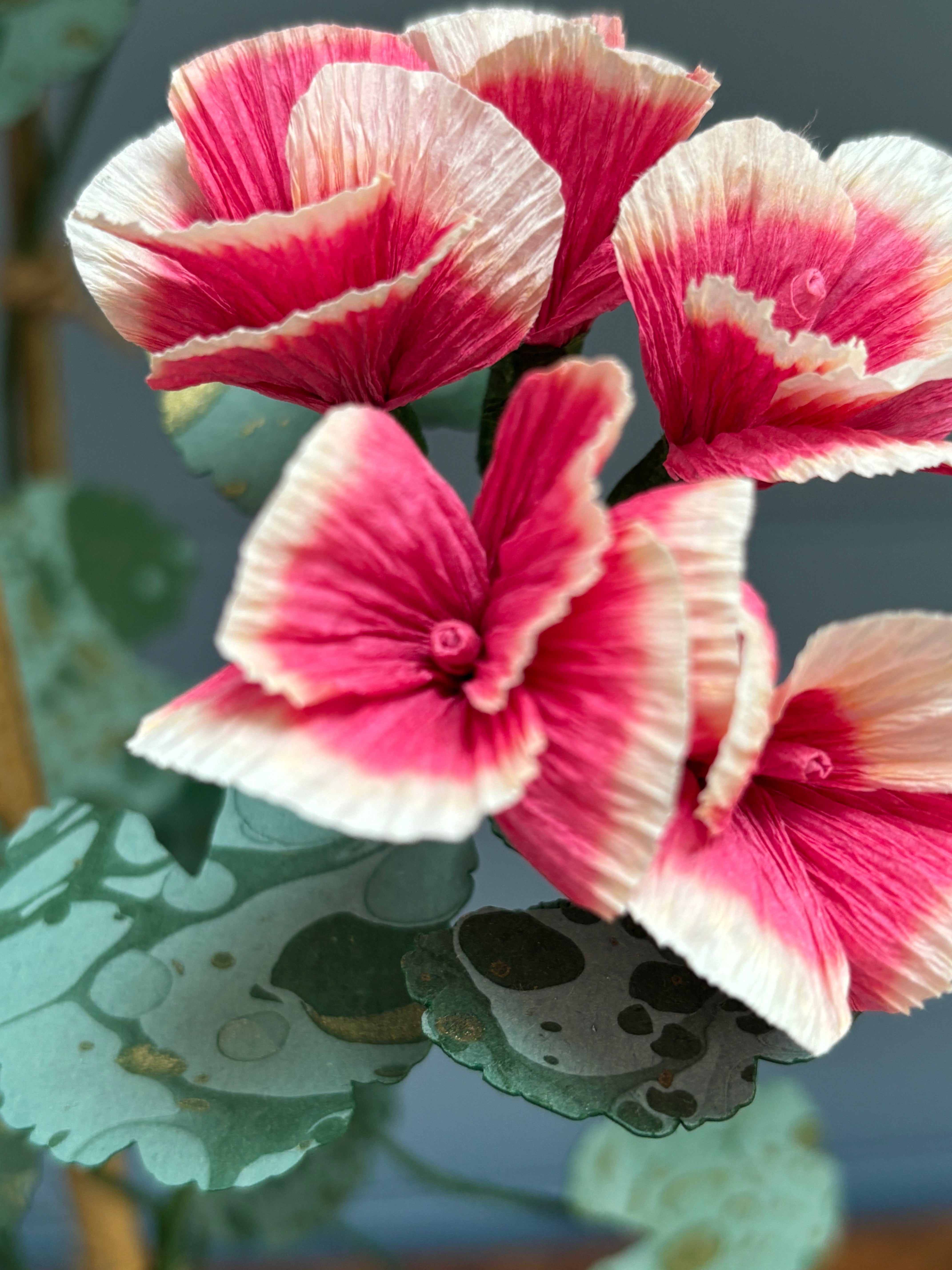 Geranium