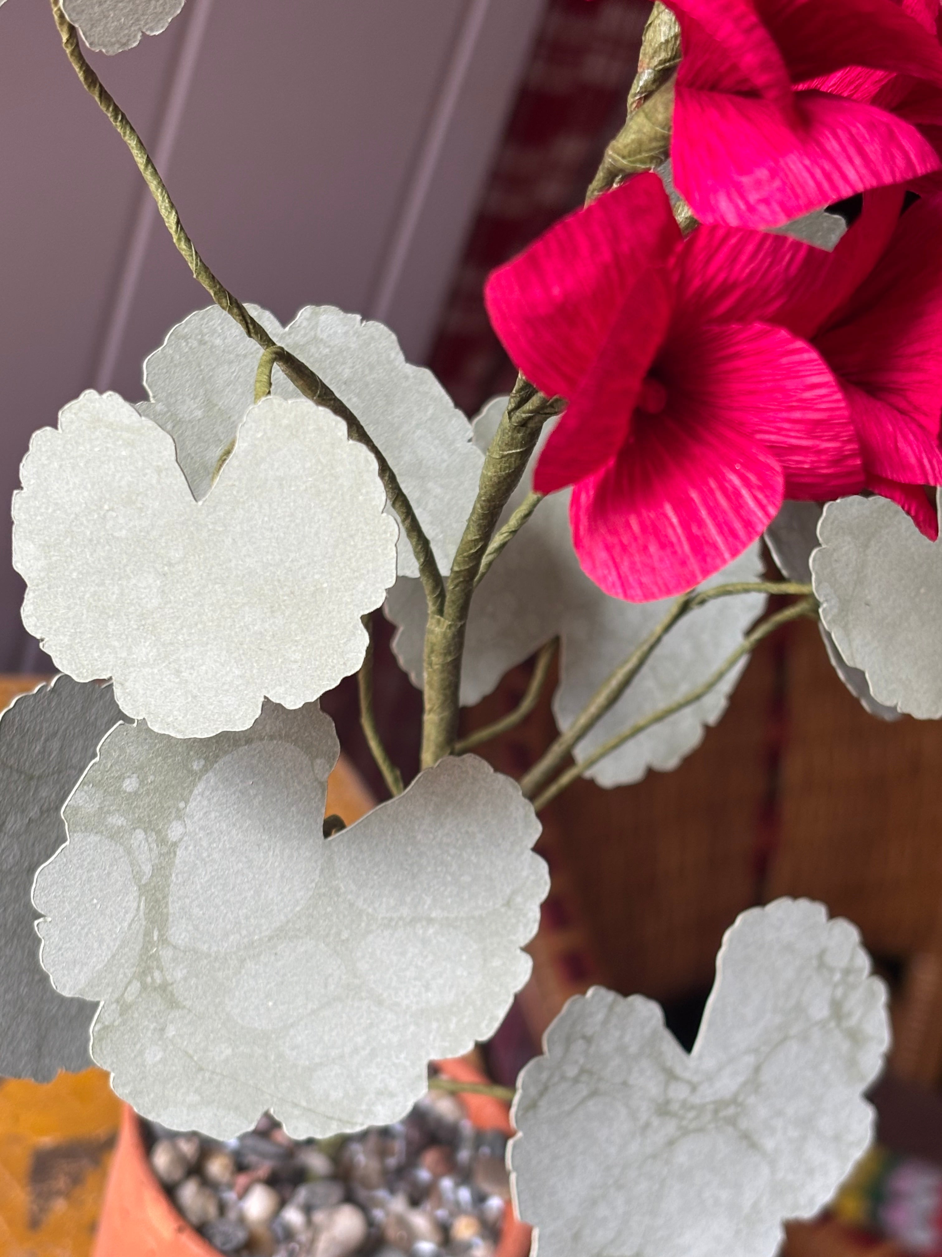 Paper geranium