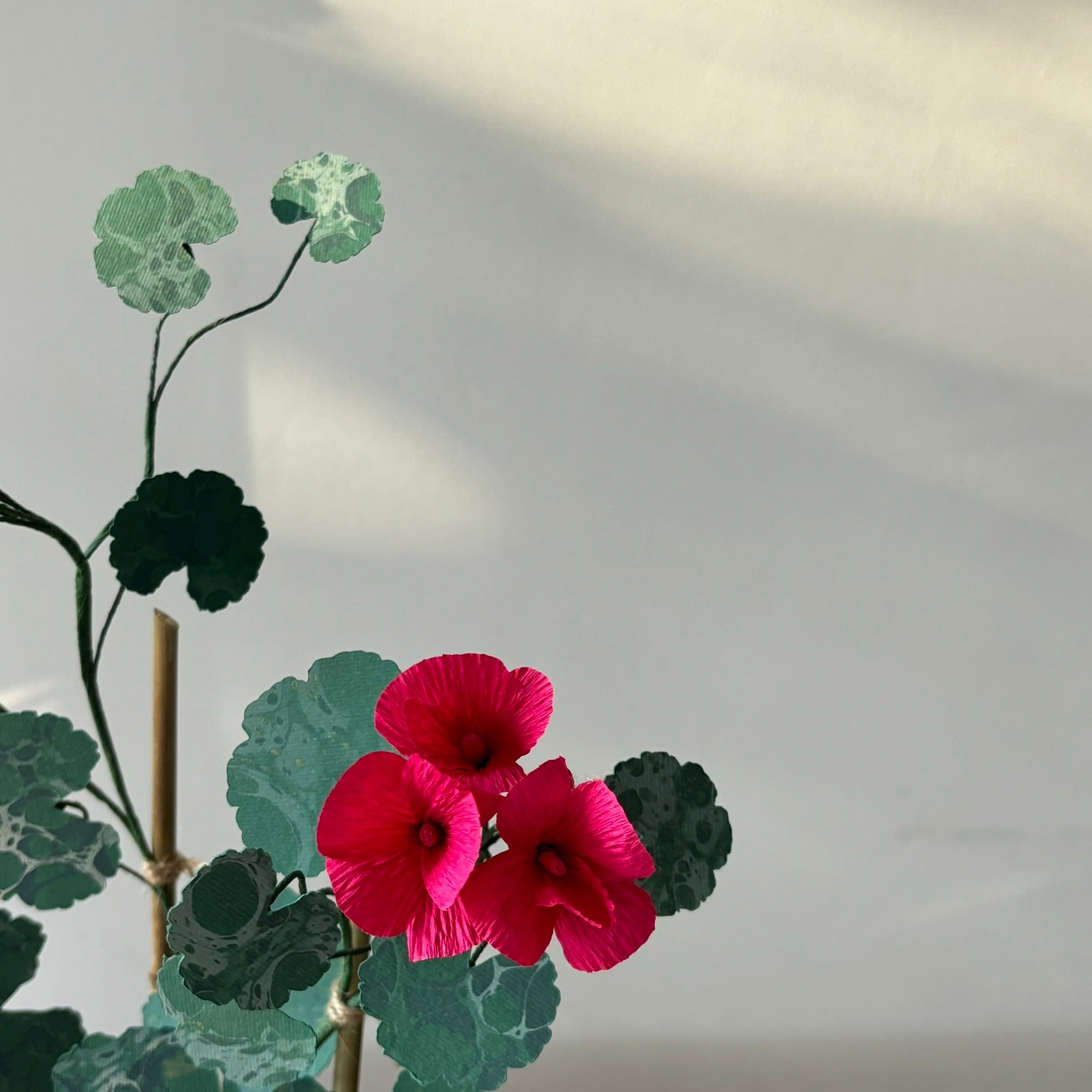 Paper Geranium