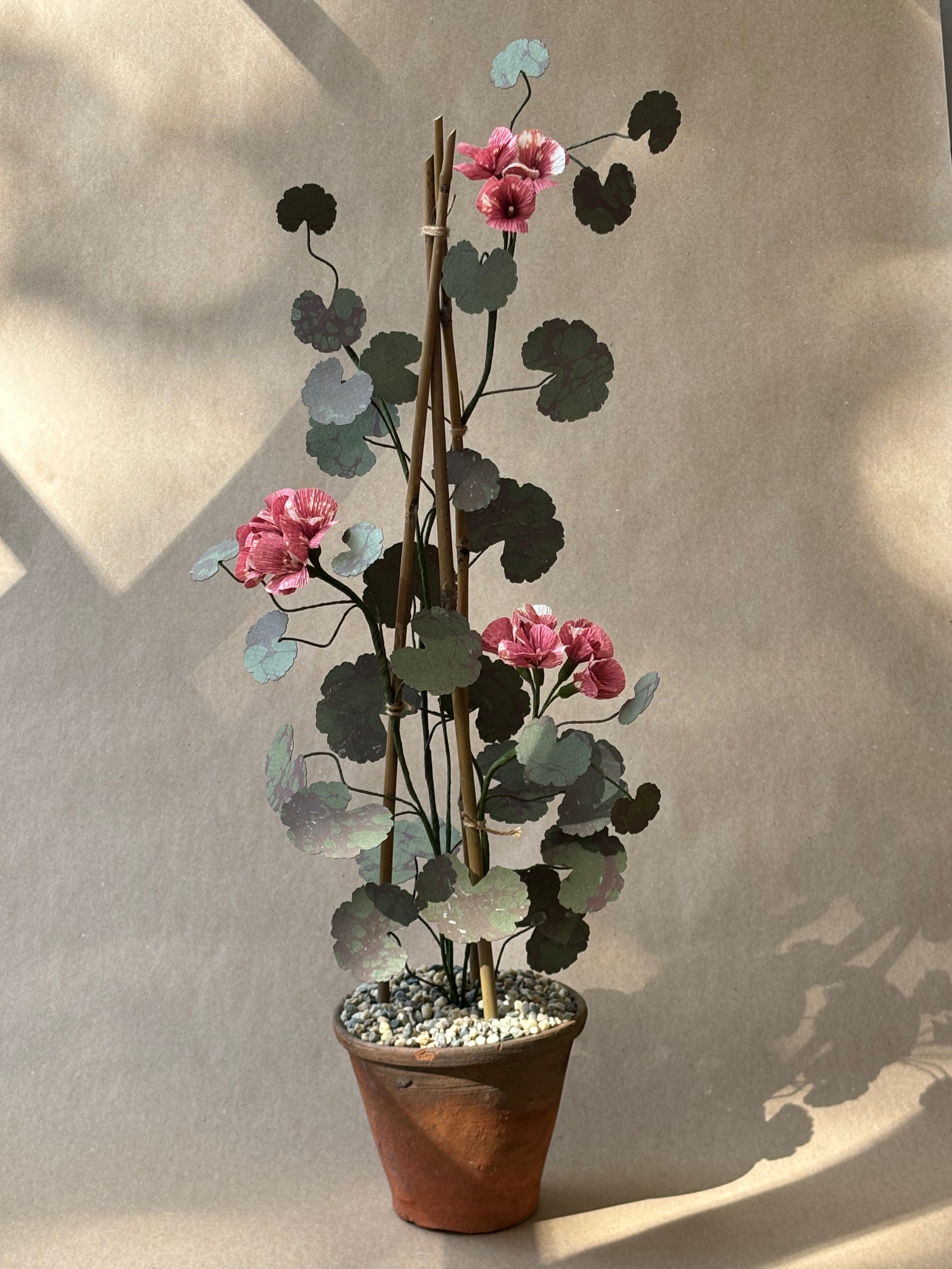 Geranium