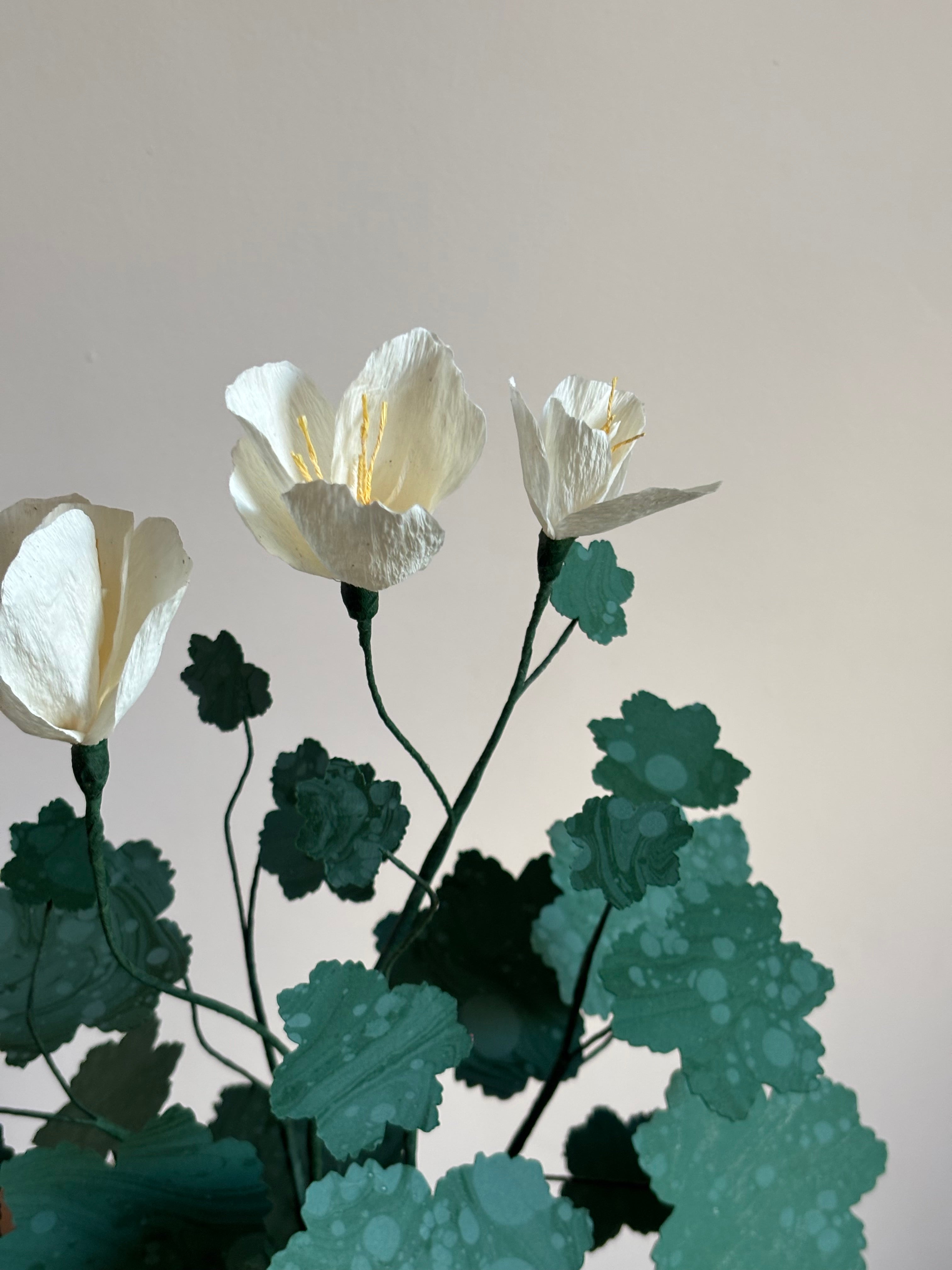 Paper pelargonium