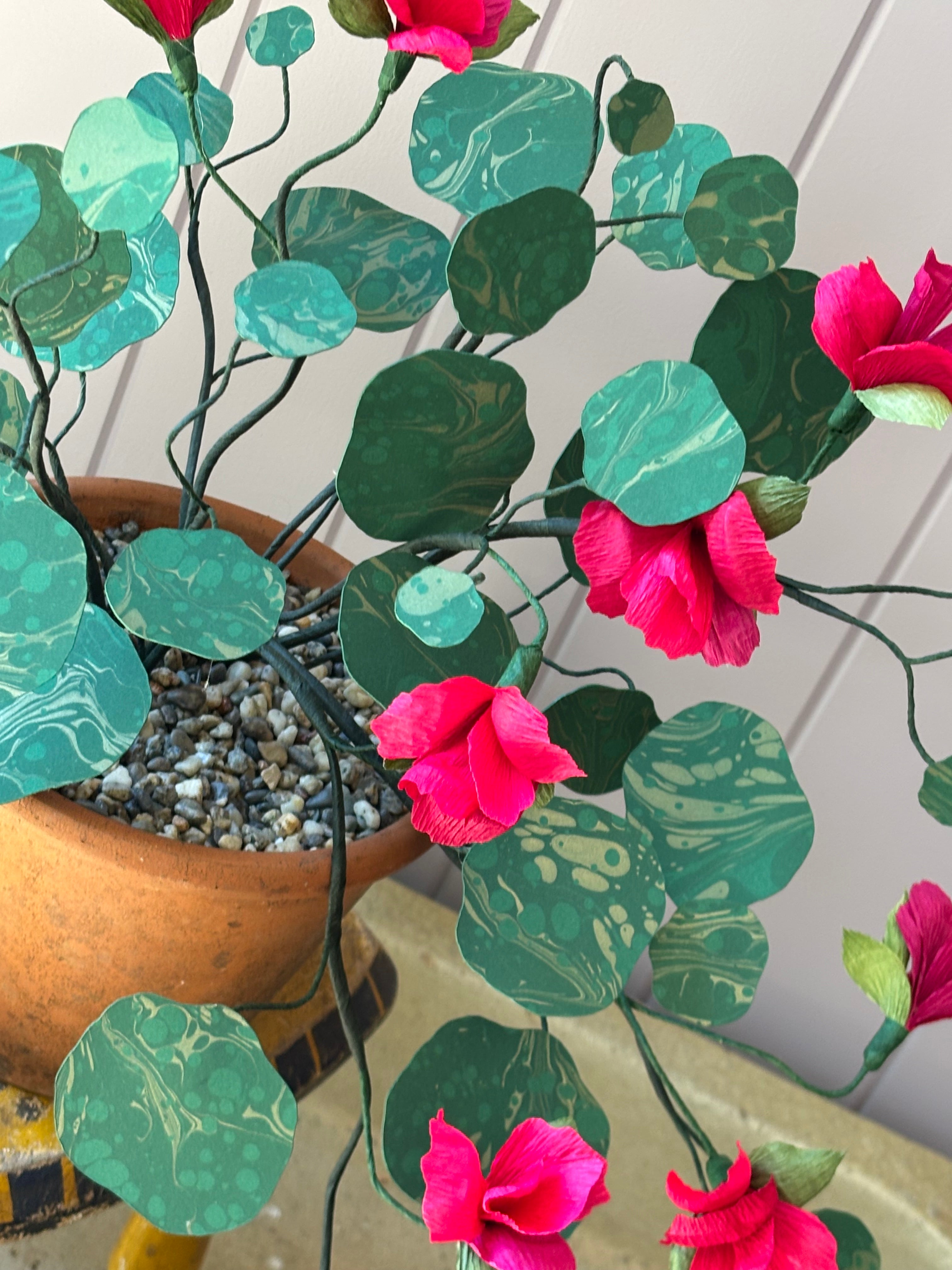 Paper Nasturtium, trailing