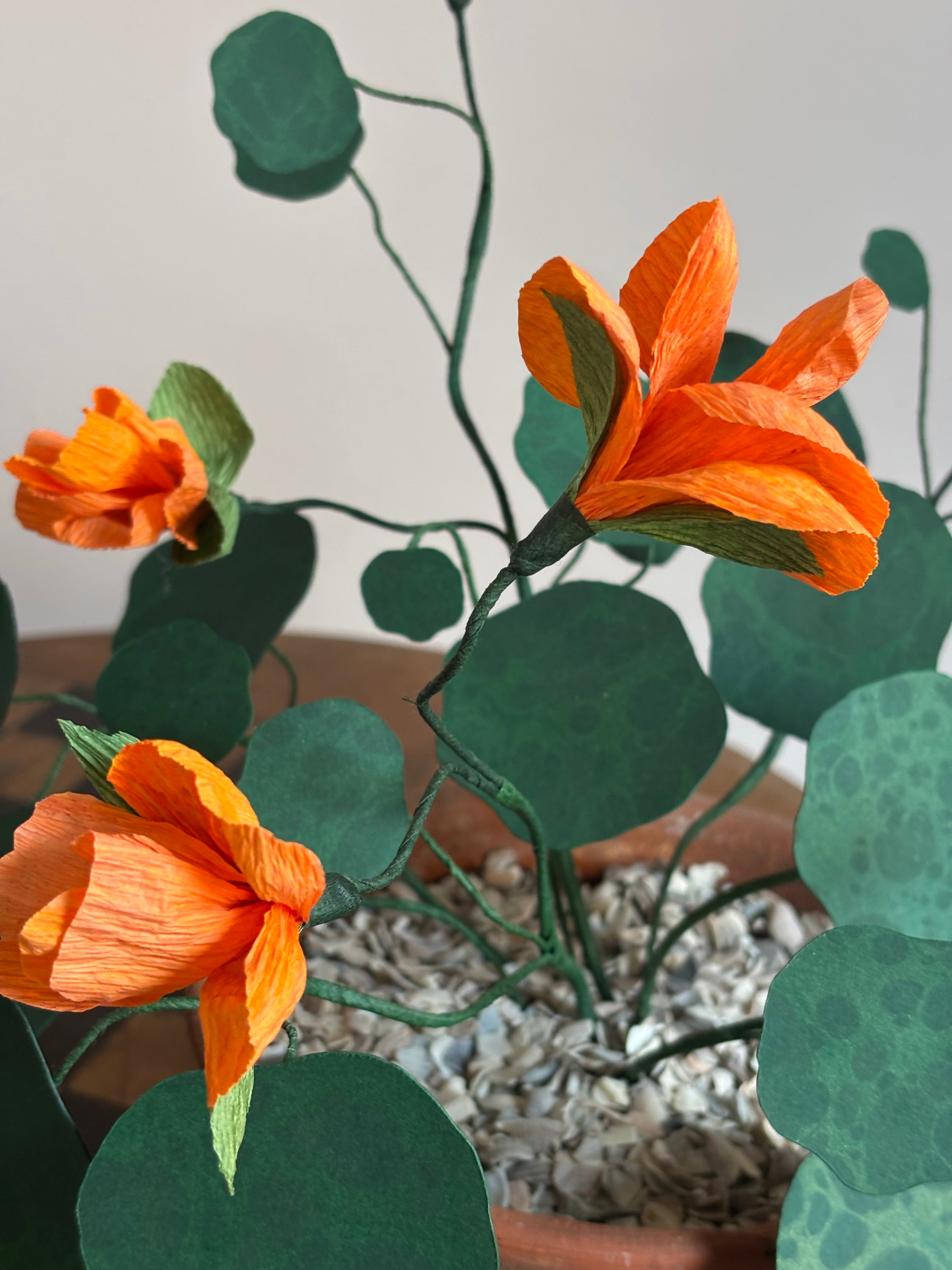 Nasturtium, trailing