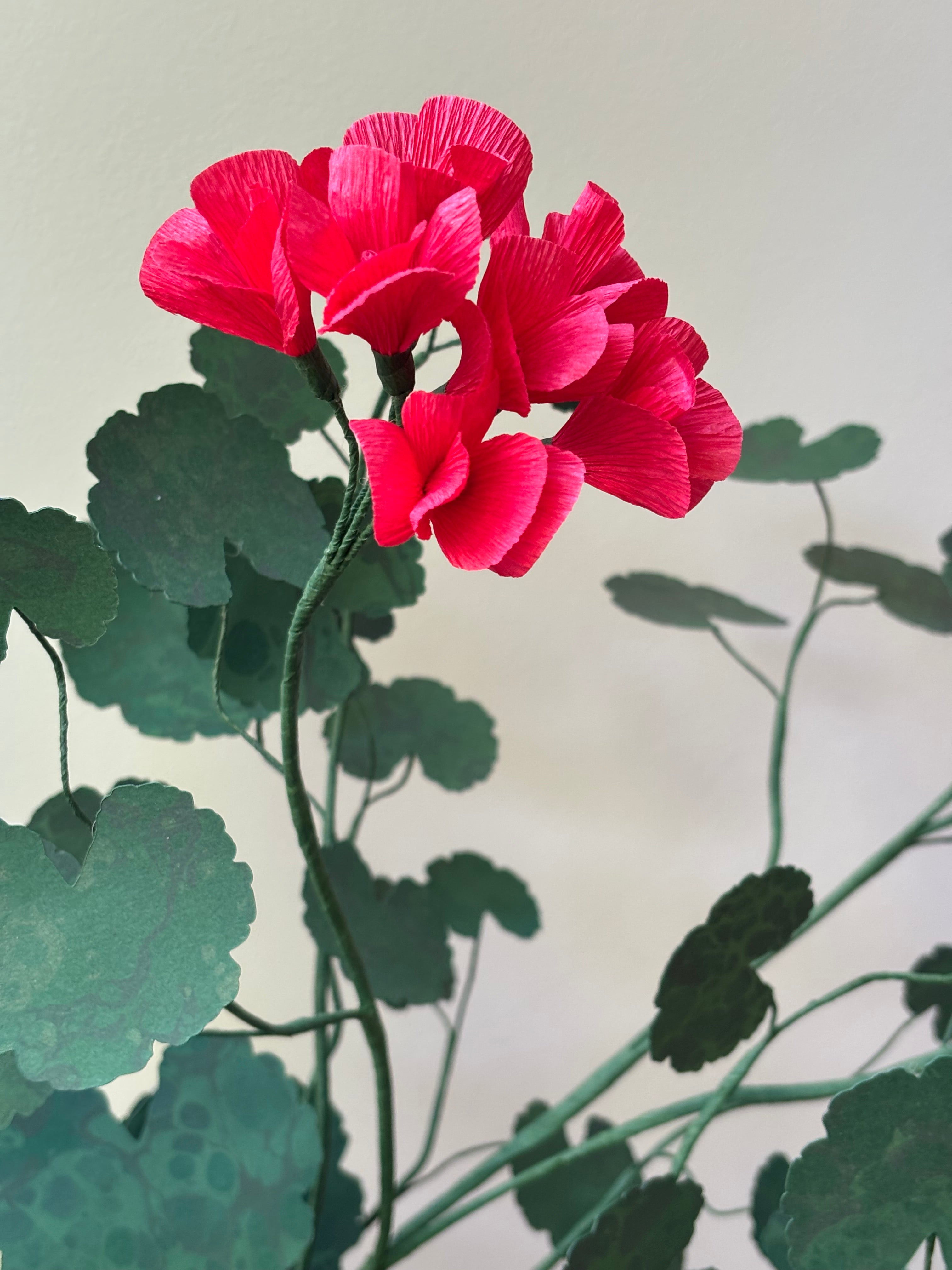 Paper Geranium
