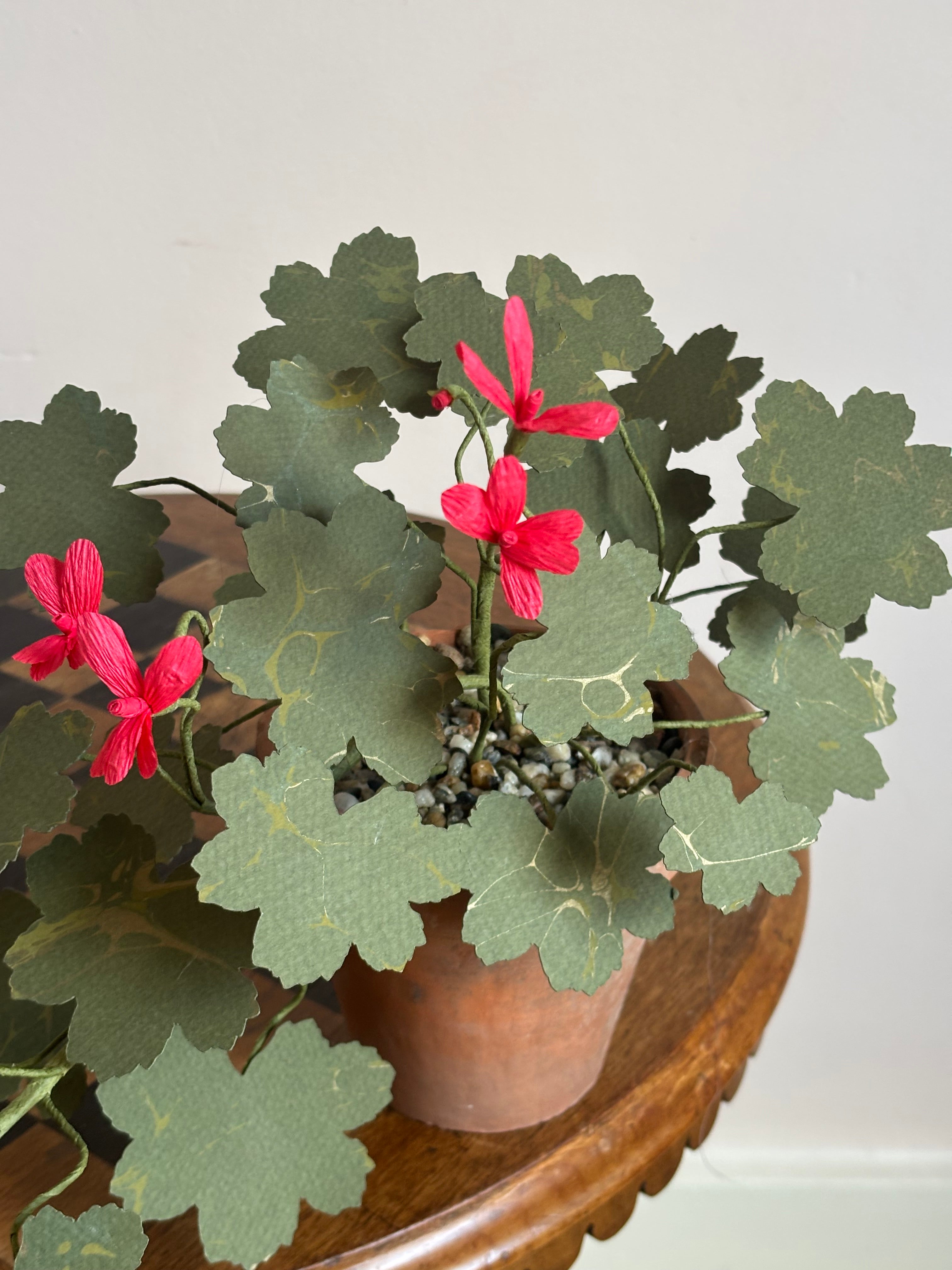 Paper Geranium, trailing