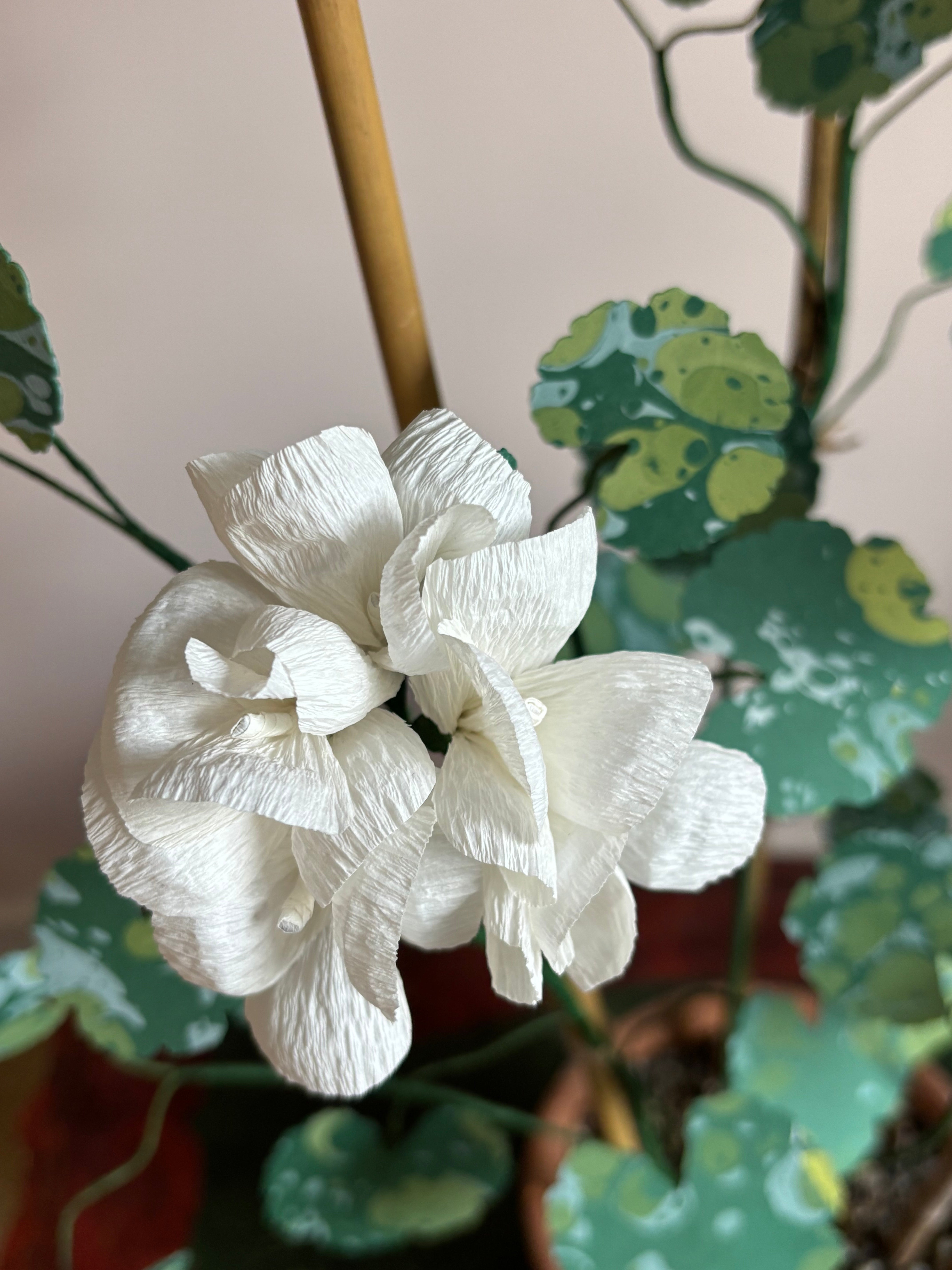 Paper Geranium
