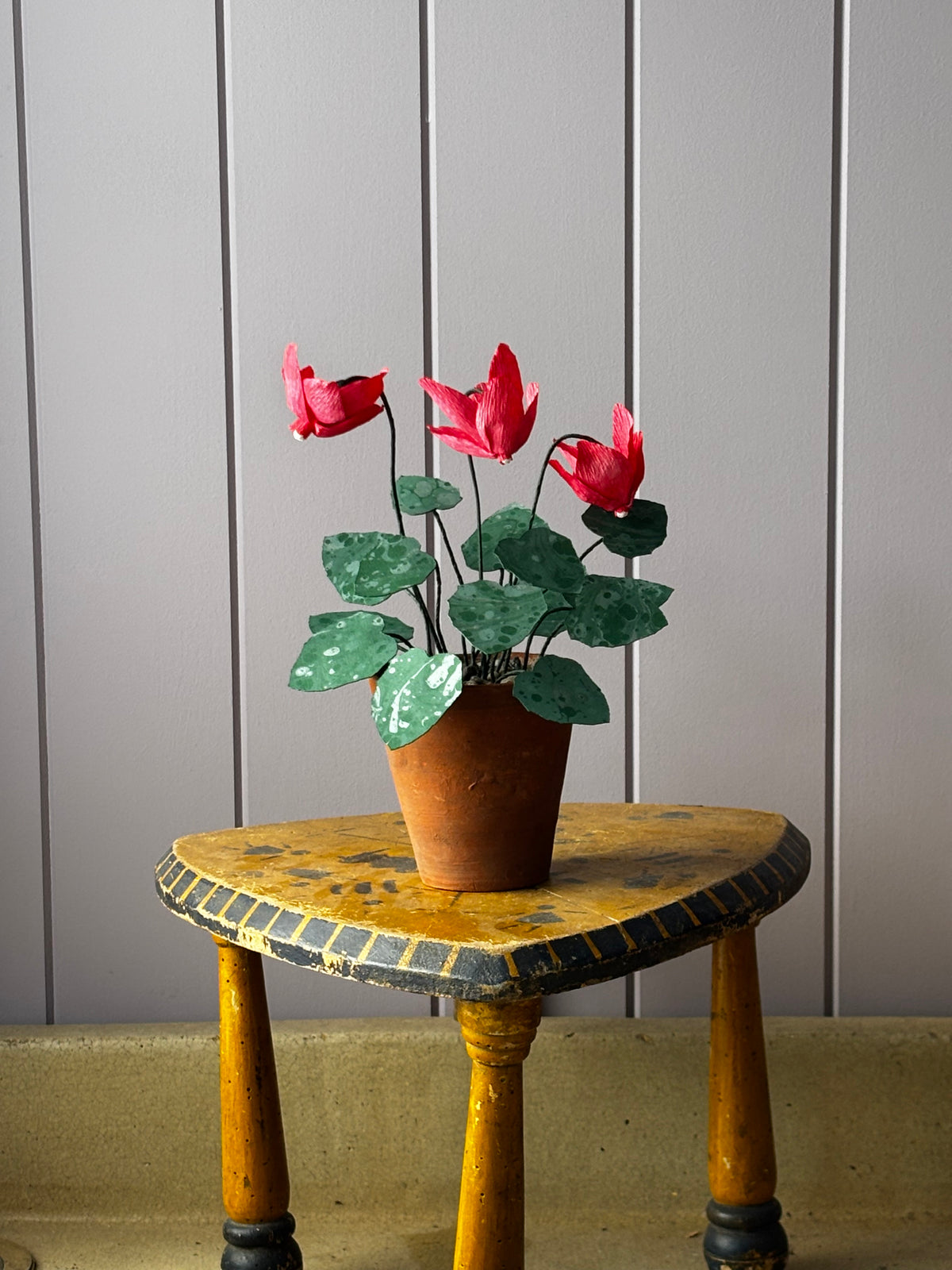 Cyclamen
