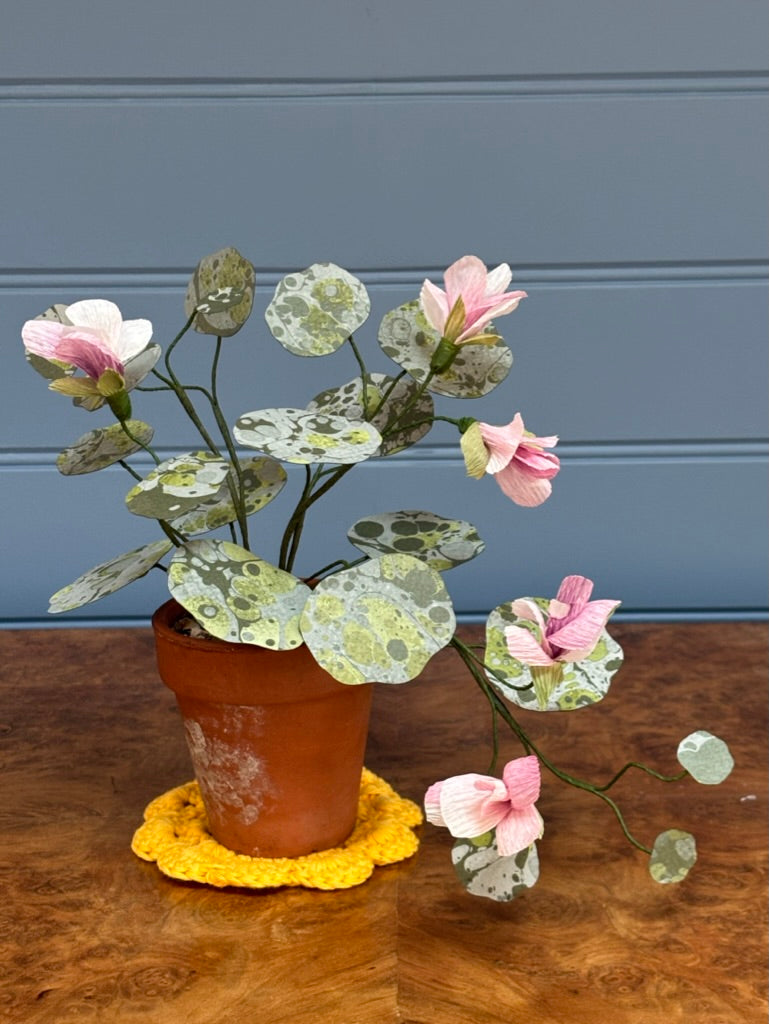 Nasturtium