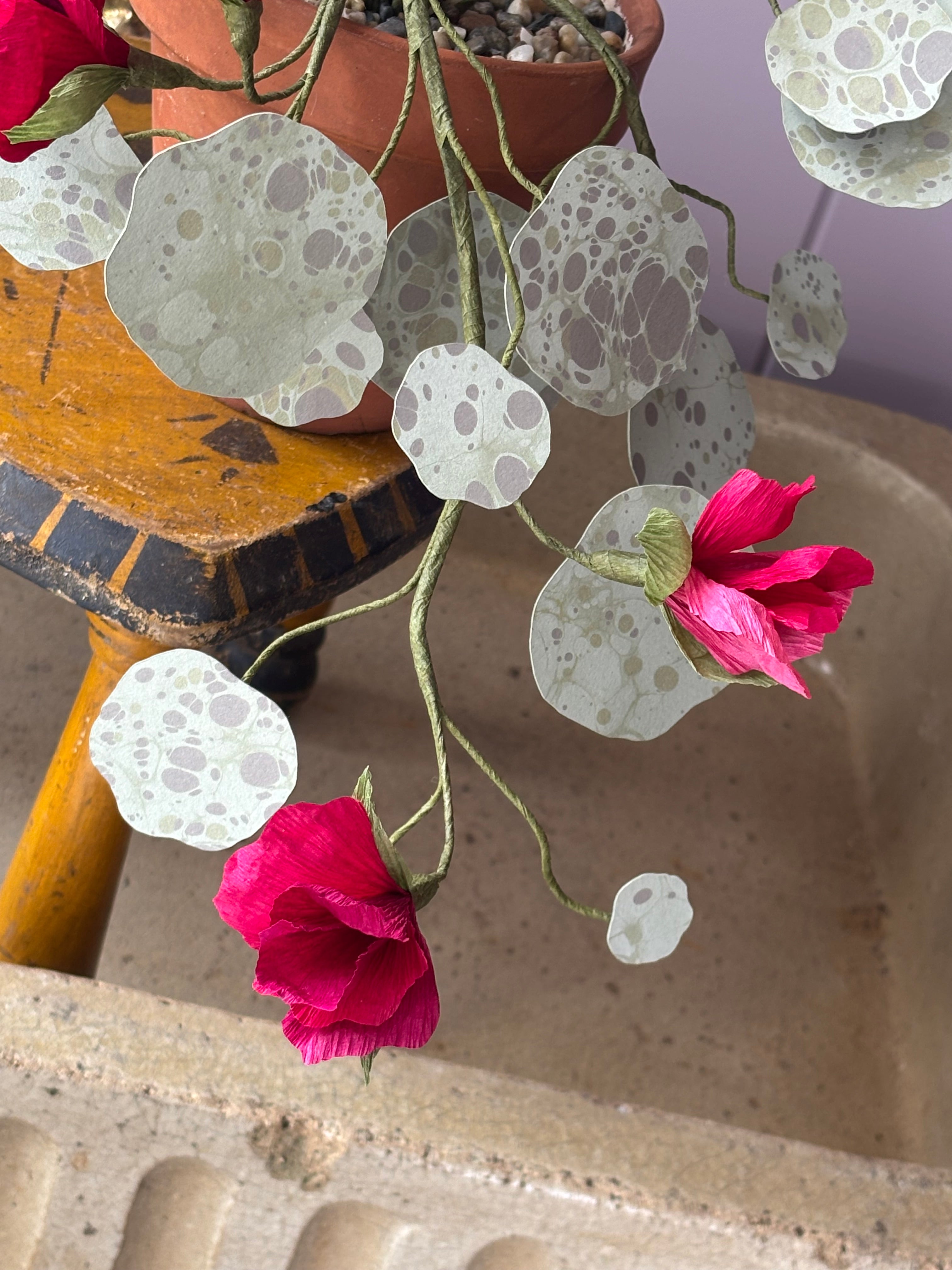 Nasturtium, trailing