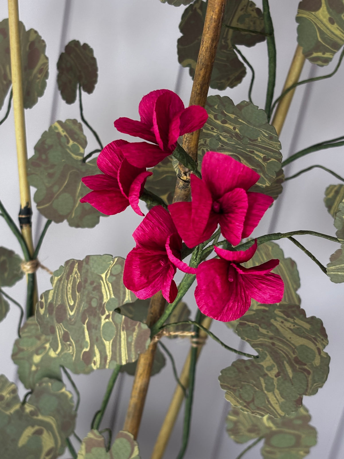 Paper geranium