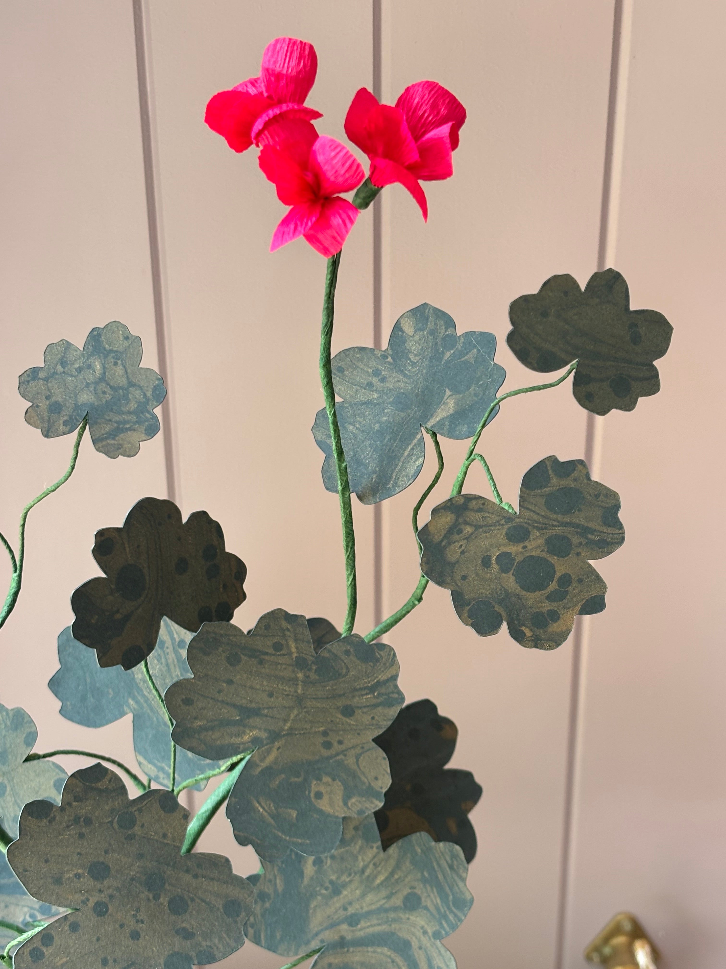 Paper geranium