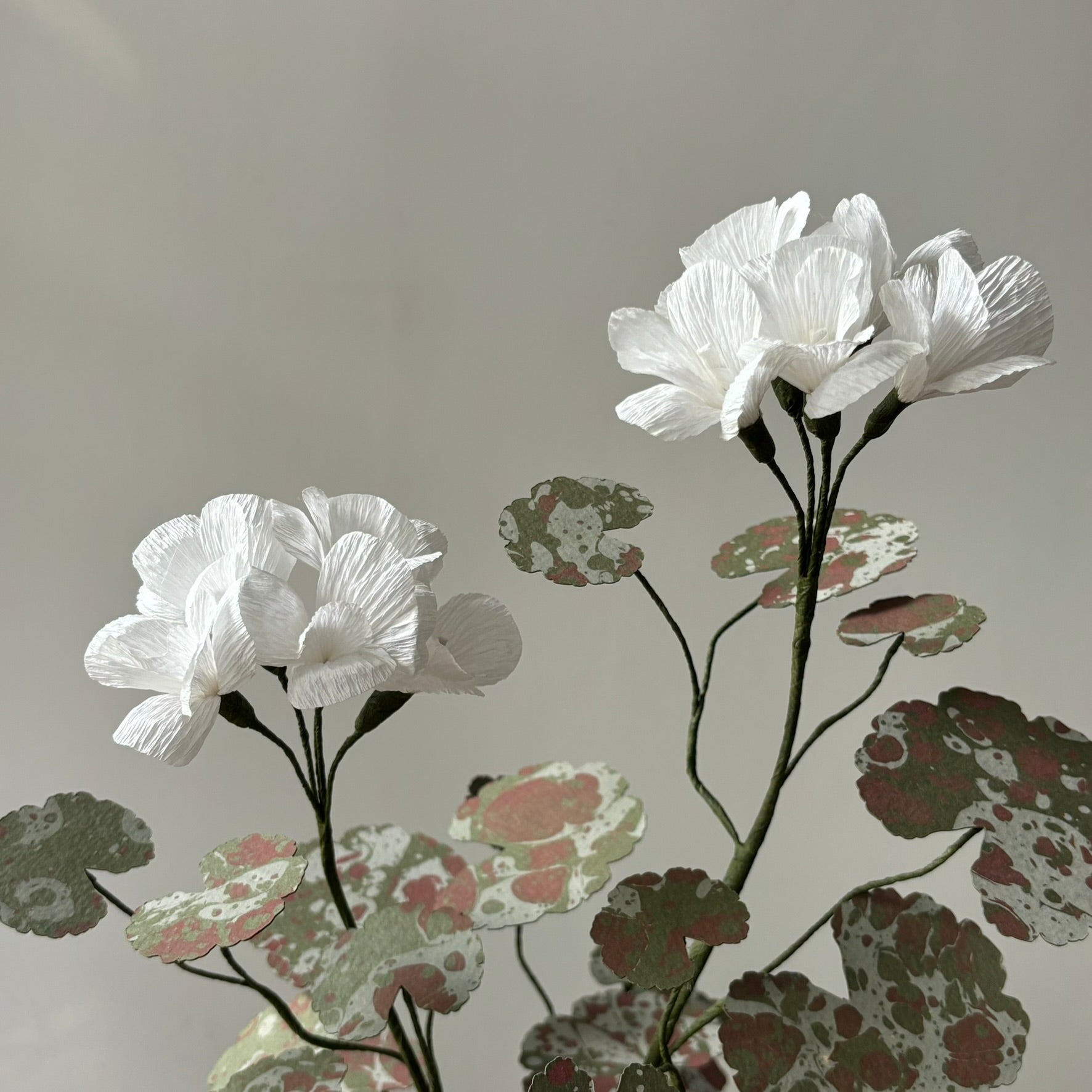 Paper Geranium