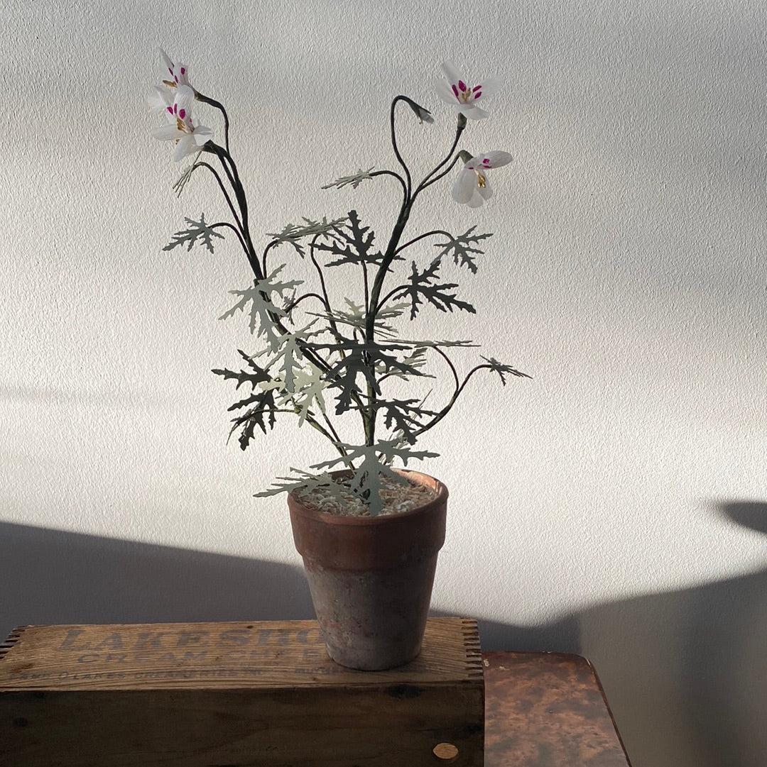Paper Geranium