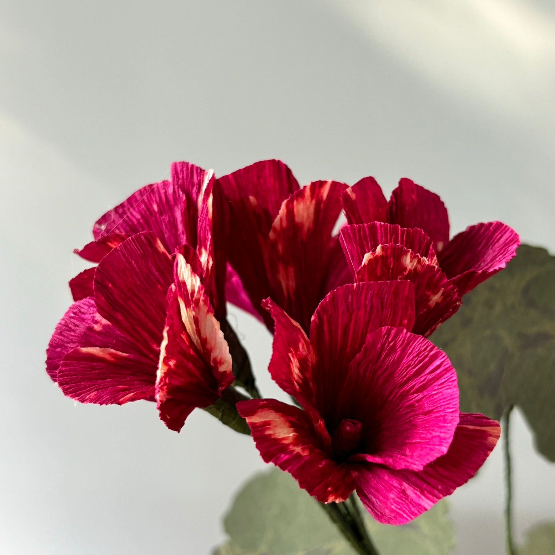 Paper Geranium